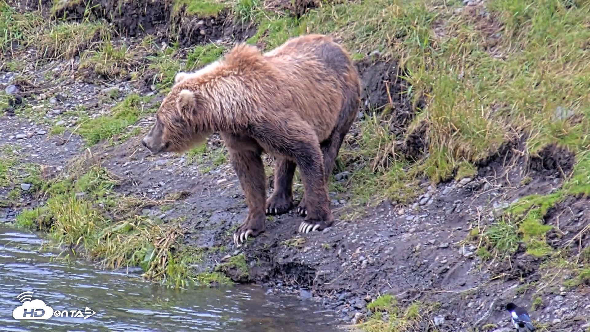Snapshot of Kodiak Alaska Brown Bears Live Webcam taken Aug 4, 2026, 5:28pm AKDT