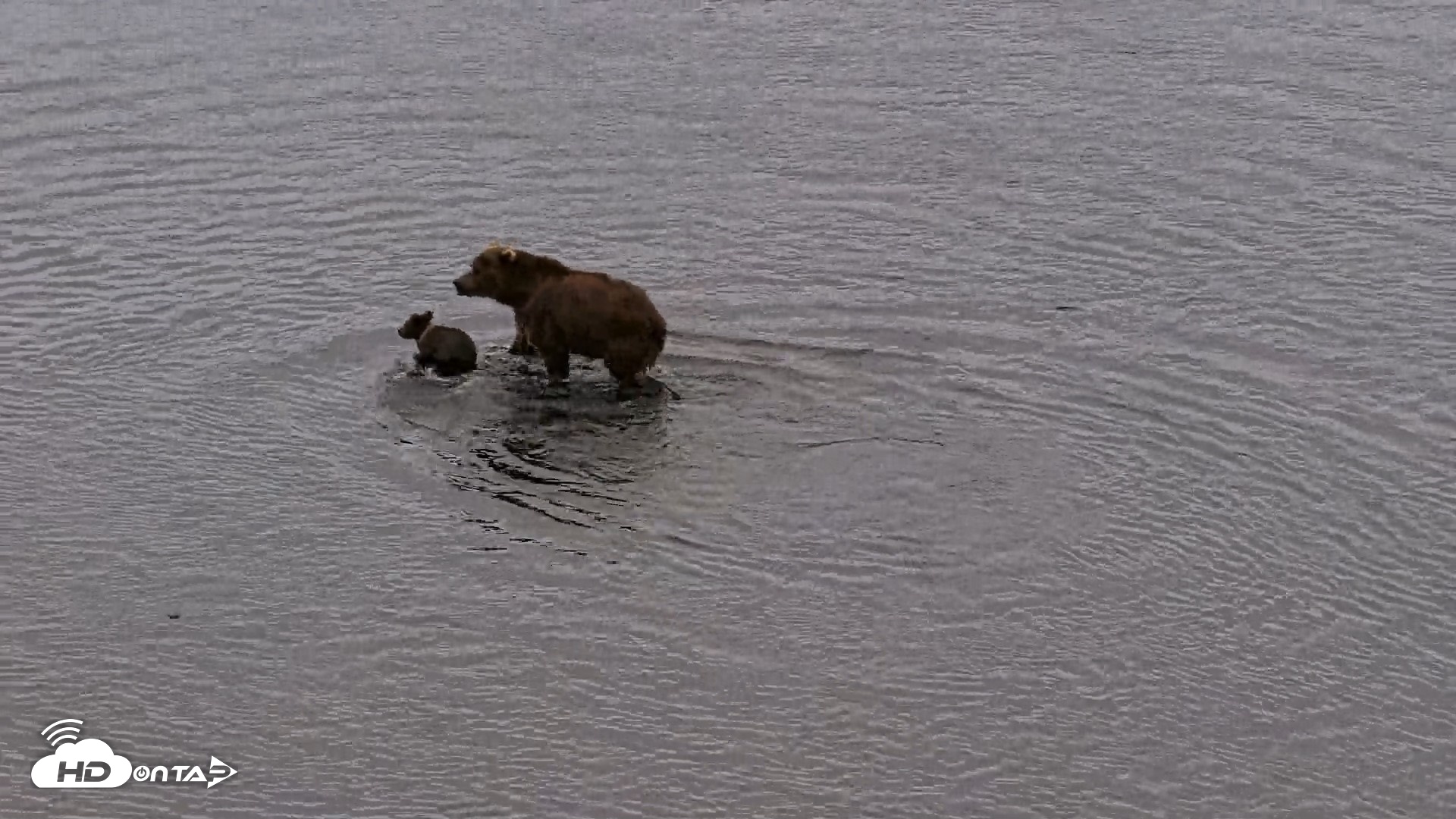 Snapshot of Kodiak Alaska Brown Bears Live Webcam taken Aug 19, 2026, 9:32pm AKDT