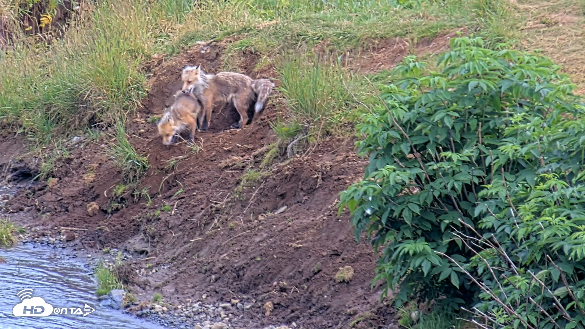 Snapshot of Kodiak Alaska Brown Bears Live Webcam taken Aug 1, 2026, 8:28pm AKDT