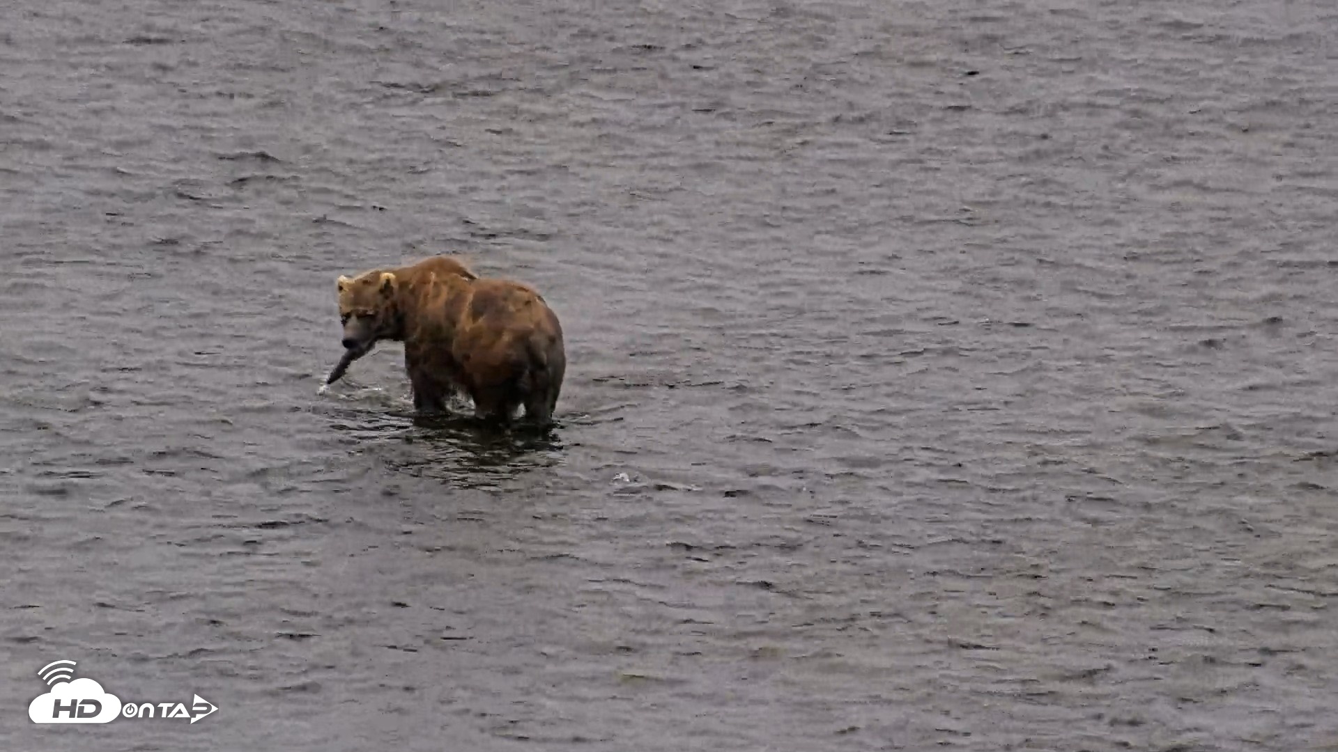 Snapshot of Kodiak Alaska Brown Bears Live Webcam taken Aug 6, 2026, 6:42am AKDT