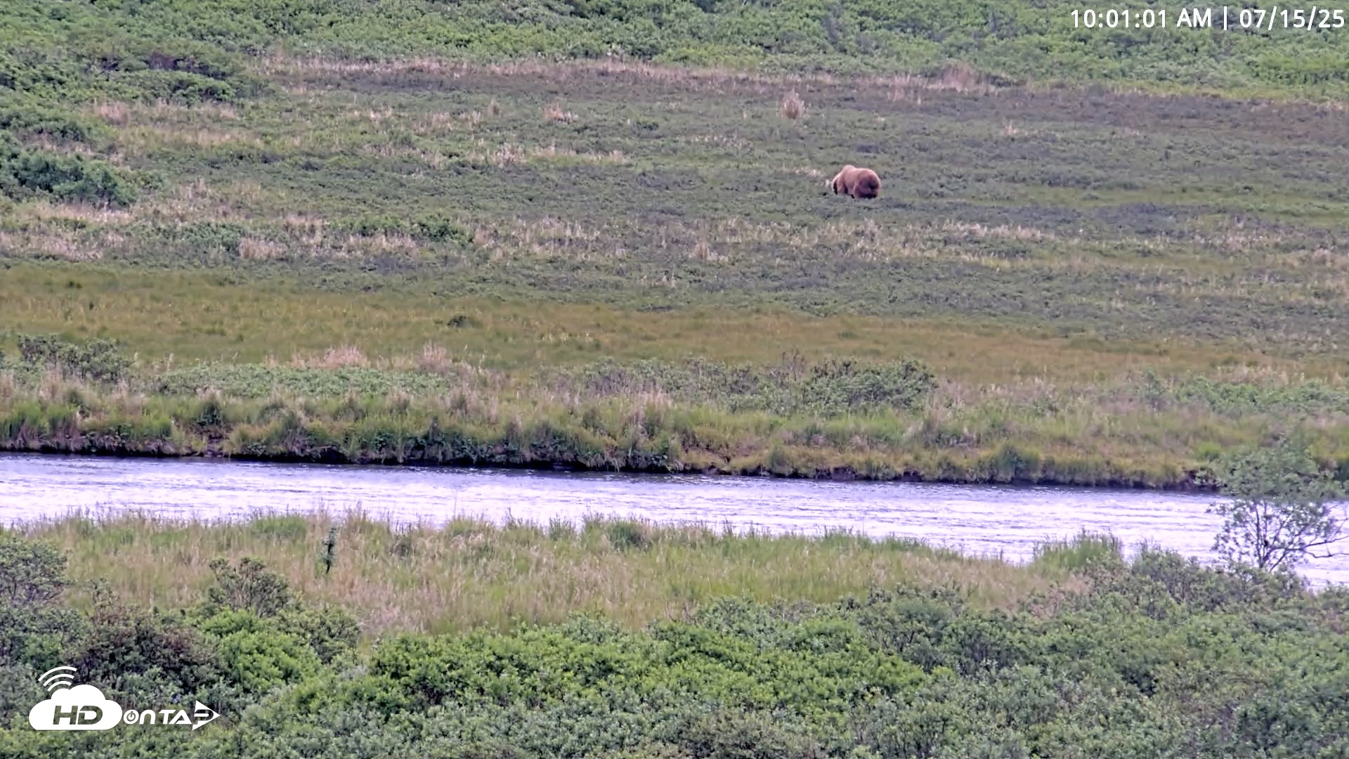 Snapshot of Kodiak Alaska Brown Bears Live Webcam taken Jul 15, 2025, 10:01am AKDT