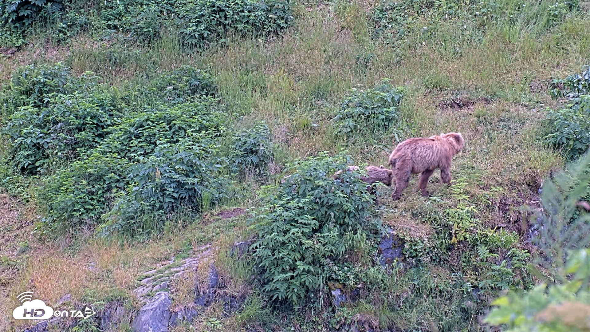 Snapshot of Kodiak Alaska Brown Bears Live Webcam taken Aug 4, 2026, 9:10pm AKDT