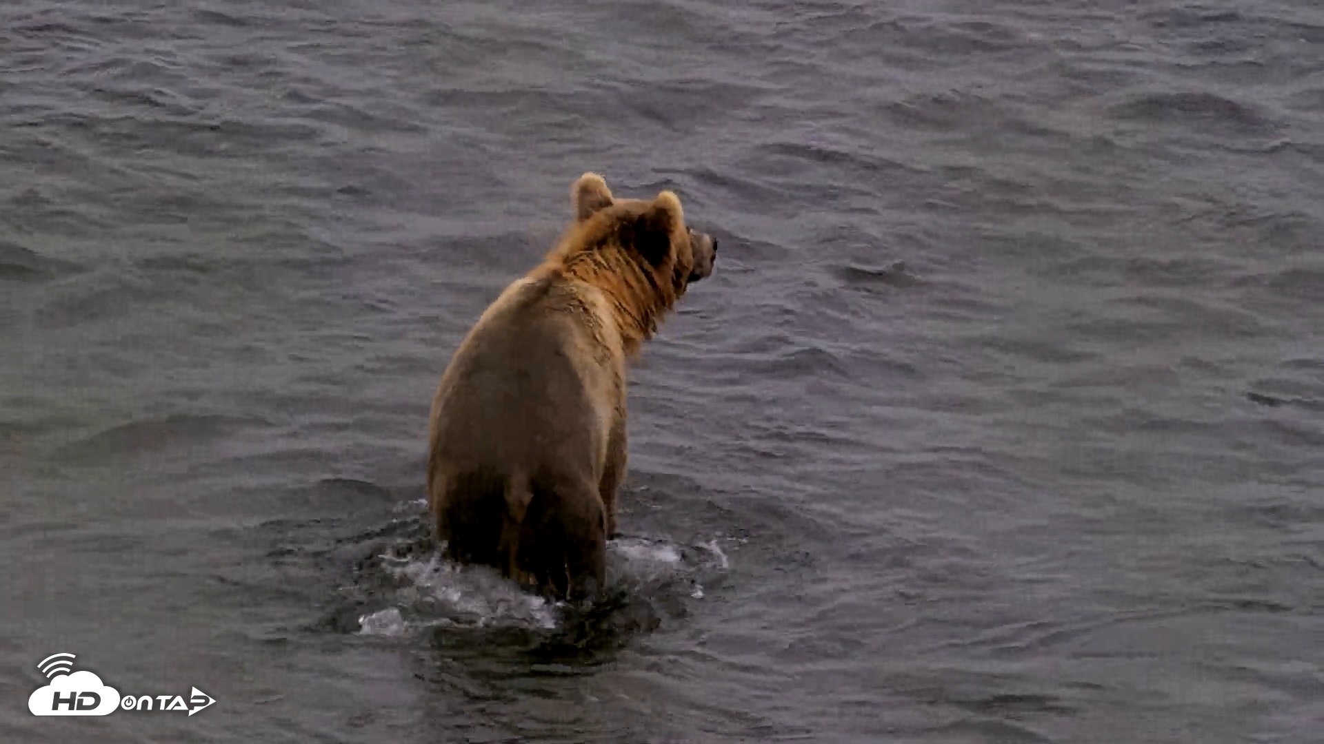 Snapshot of Kodiak Alaska Brown Bears Live Webcam taken Aug 13, 2026, 4:47pm AKDT