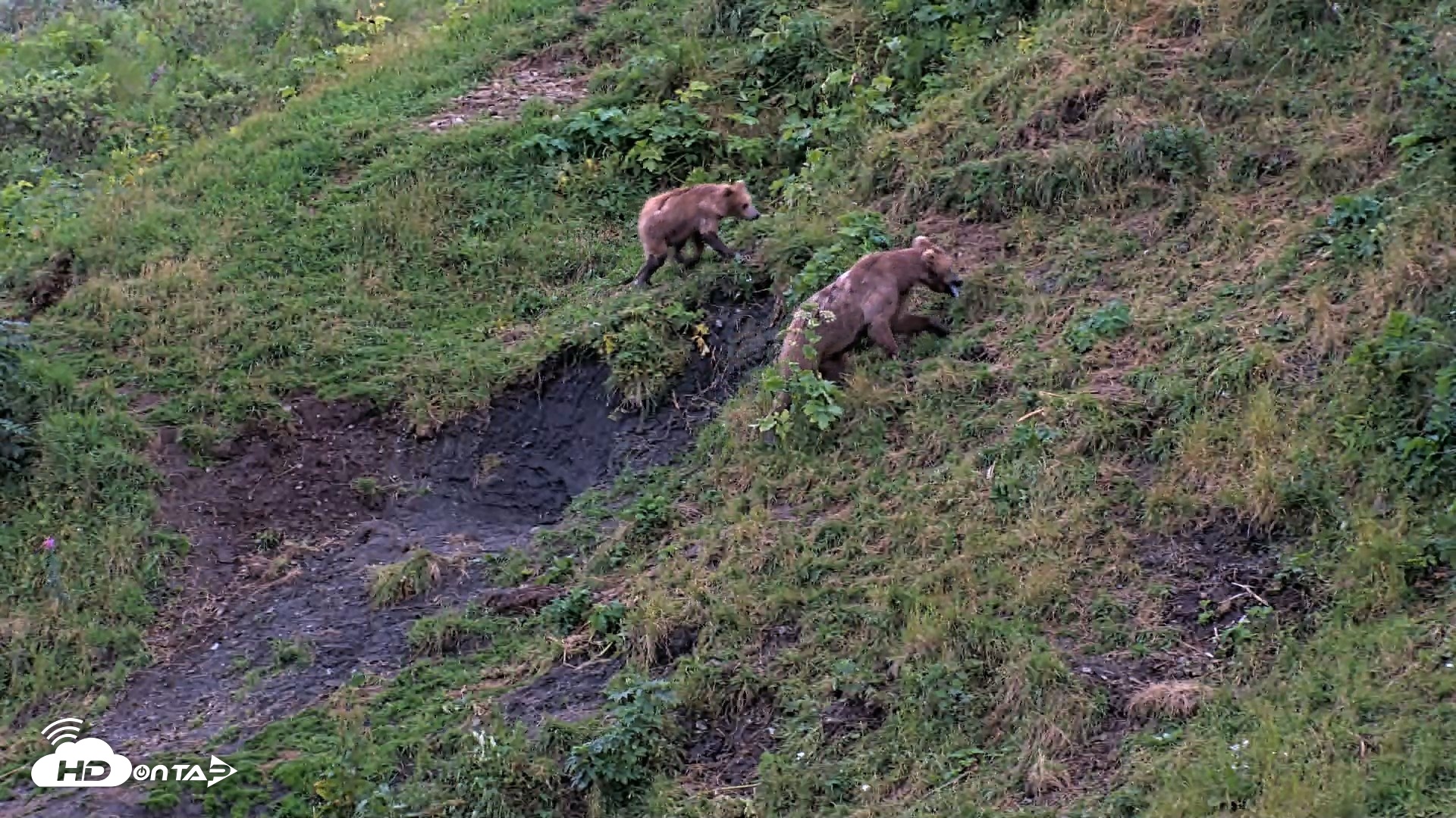 Snapshot of Kodiak Alaska Brown Bears Live Webcam taken Aug 12, 2026, 9:33pm AKDT