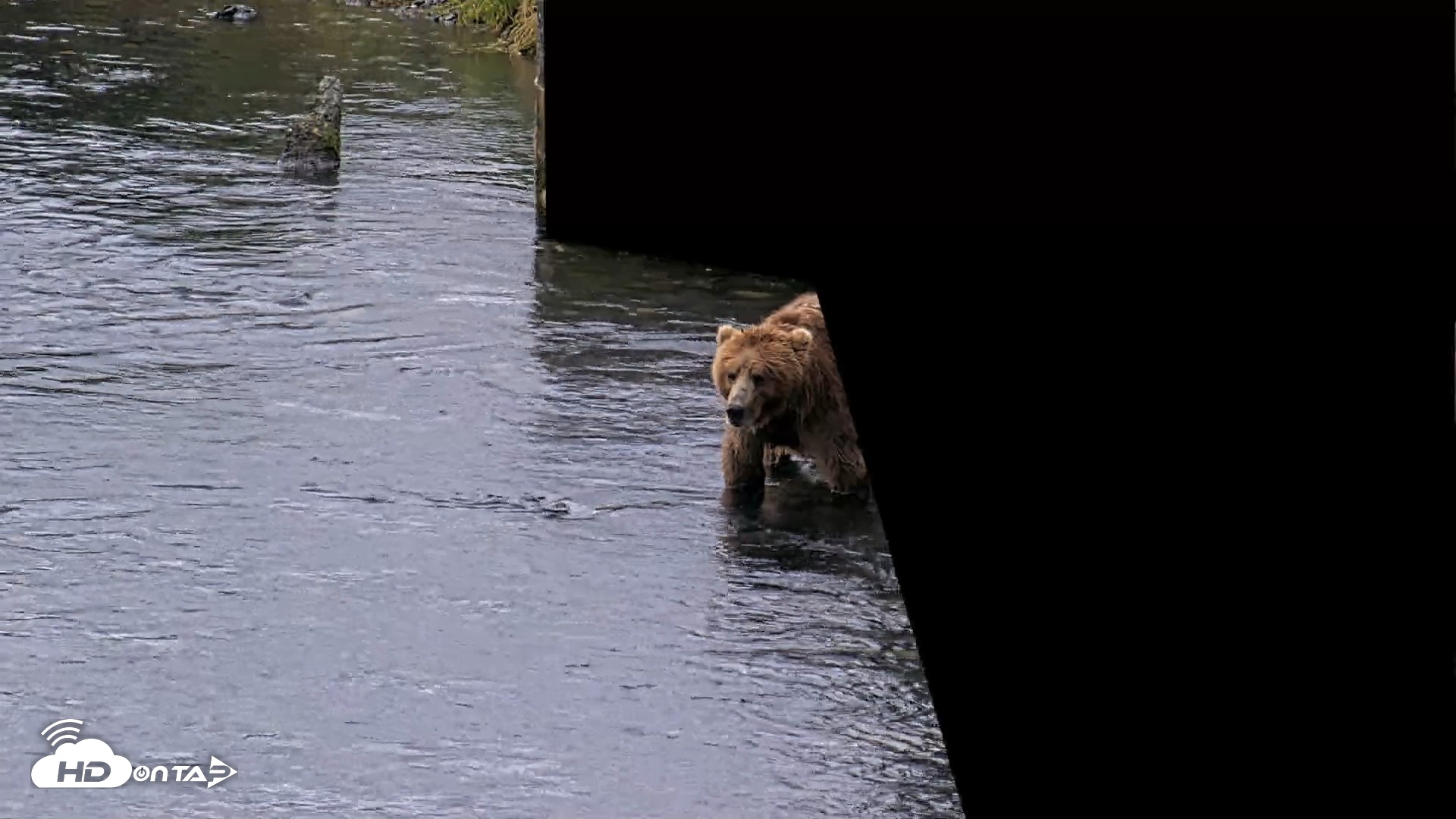 Snapshot of Kodiak Alaska Brown Bears Live Webcam taken Aug 12, 2026, 7:18am AKDT
