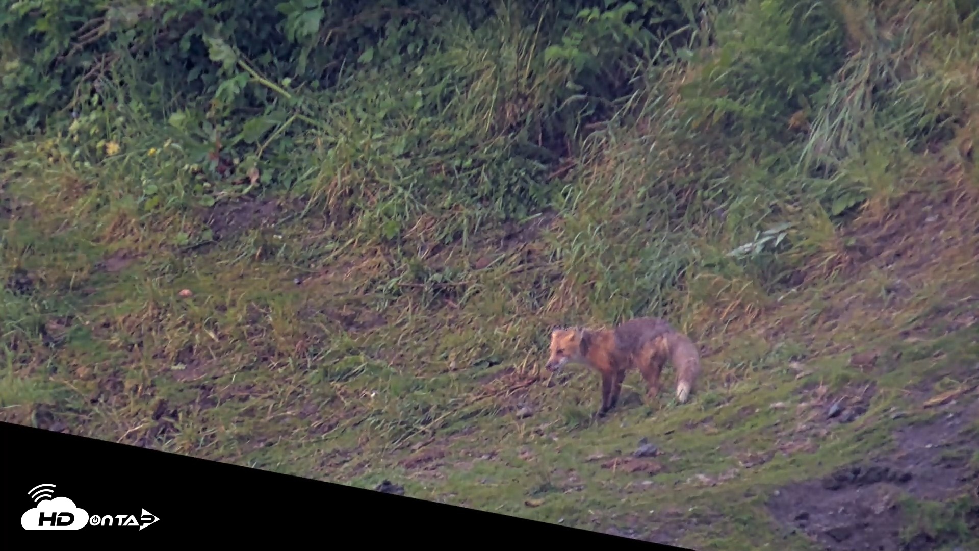Snapshot of Kodiak Alaska Brown Bears Live Webcam taken Jul 25, 2026, 6:41am AKDT