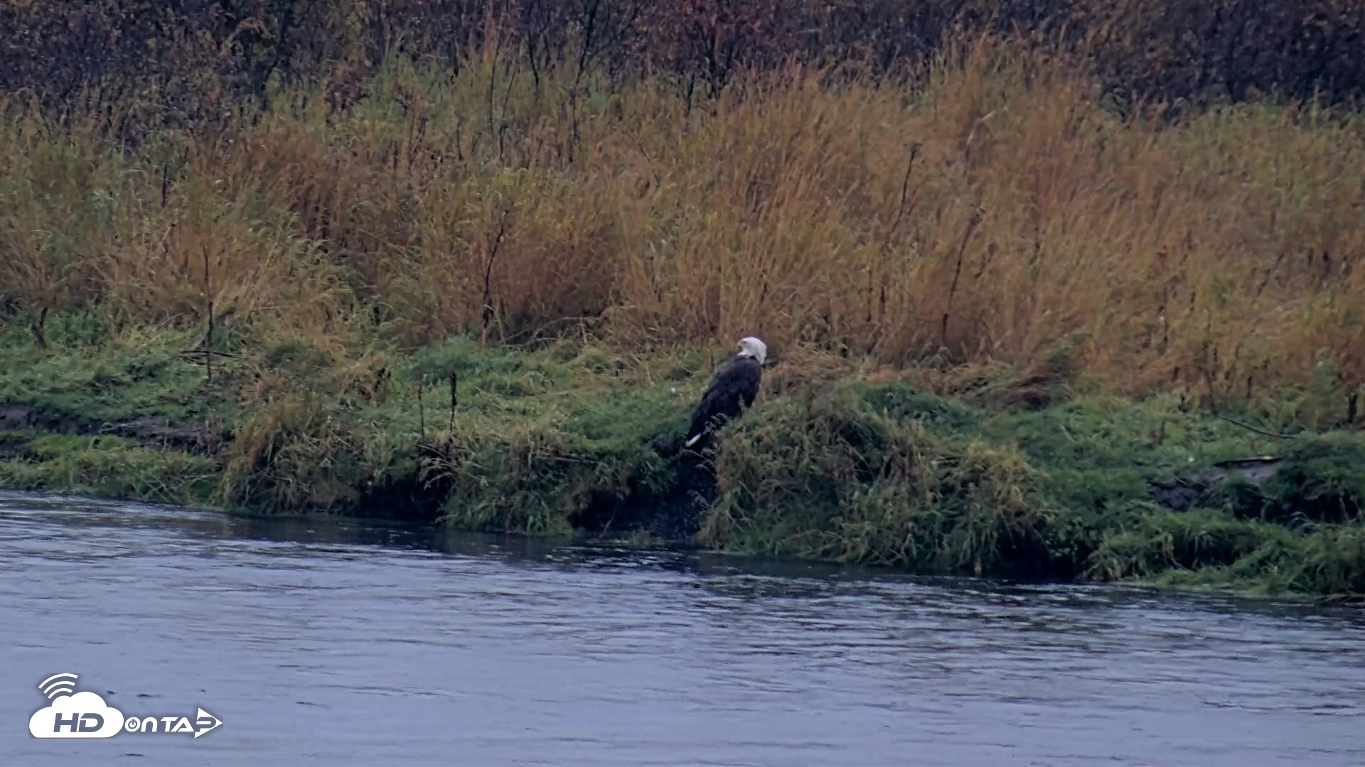 Snapshot of Kodiak Alaska Brown Bears Live Webcam taken Oct 5, 2026, 9:16am AKDT