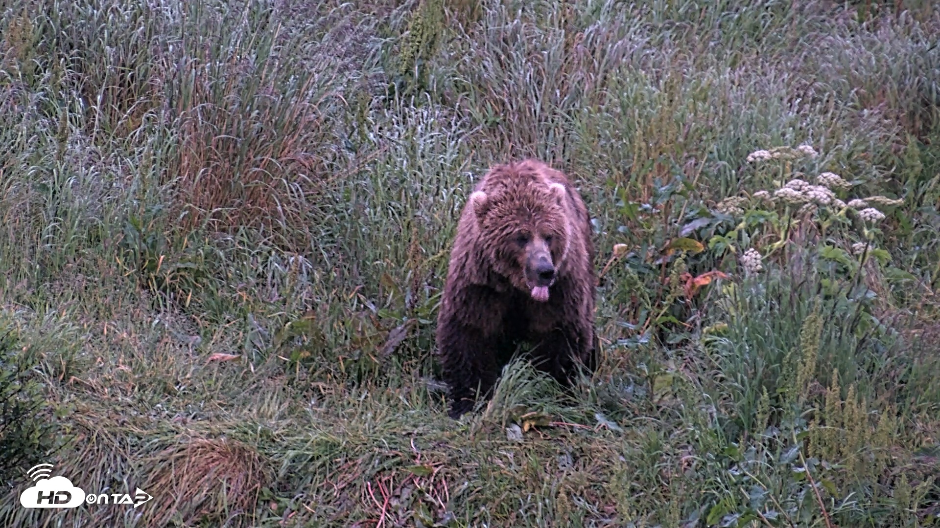 Snapshot of Kodiak Alaska Brown Bears Live Webcam taken Jul 27, 2026, 10:52pm AKDT