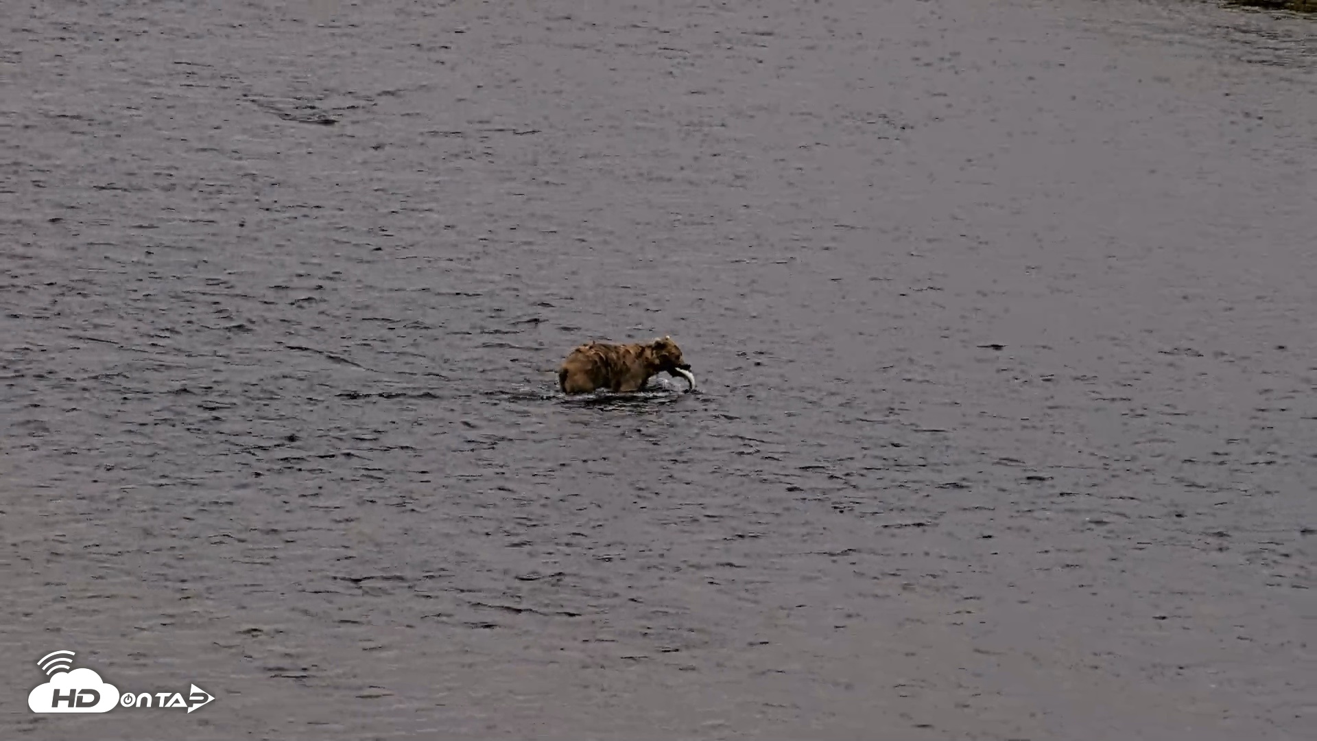 Snapshot of Kodiak Alaska Brown Bears Live Webcam taken Aug 2, 2026, 10:15pm AKDT