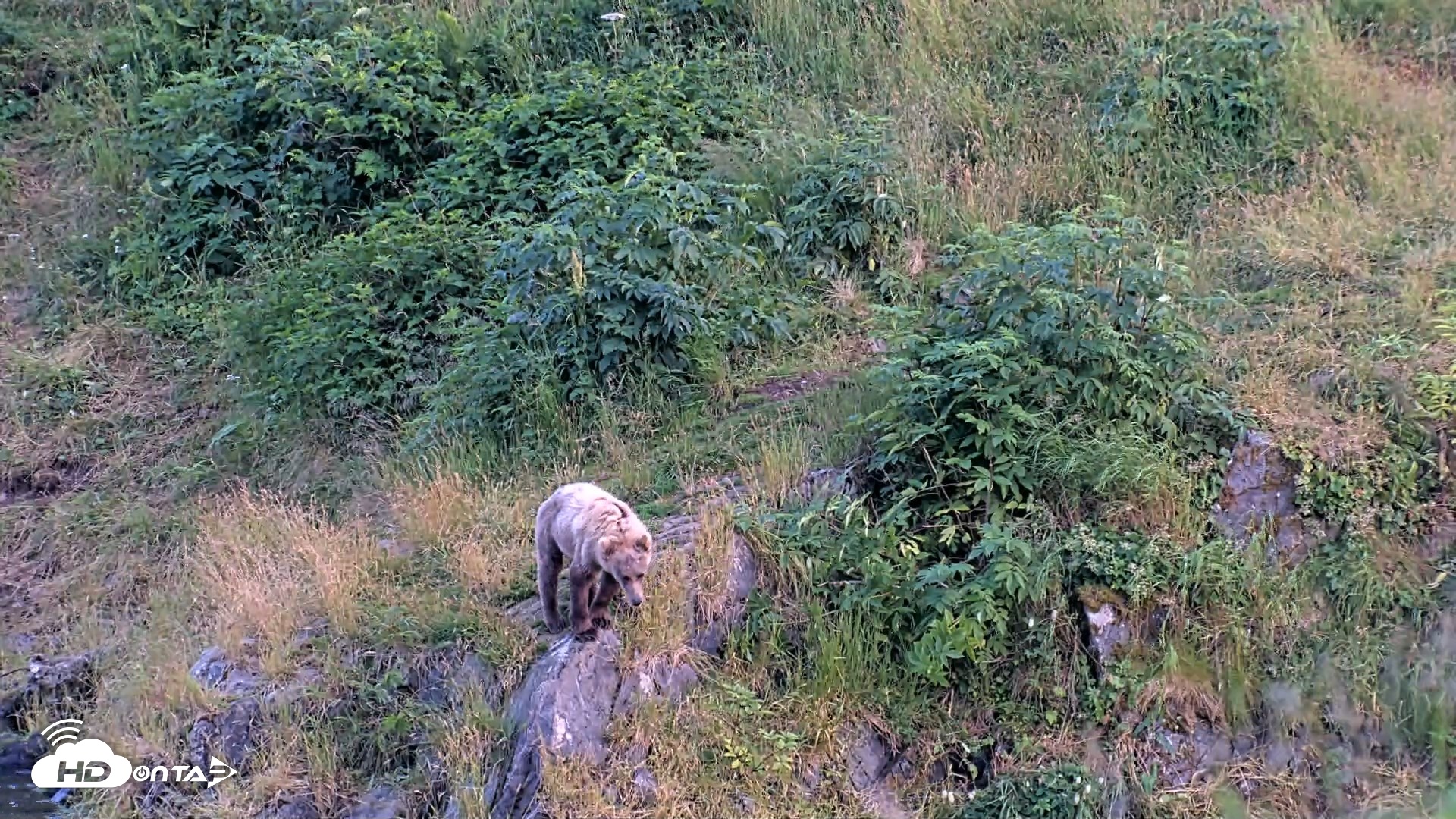 Snapshot of Kodiak Alaska Brown Bears Live Webcam taken Aug 8, 2026, 9:48pm AKDT