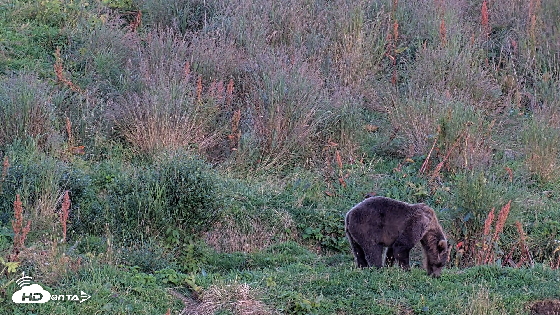 Snapshot of Kodiak Alaska Brown Bears Live Webcam taken Aug 26, 2026, 8:57pm AKDT