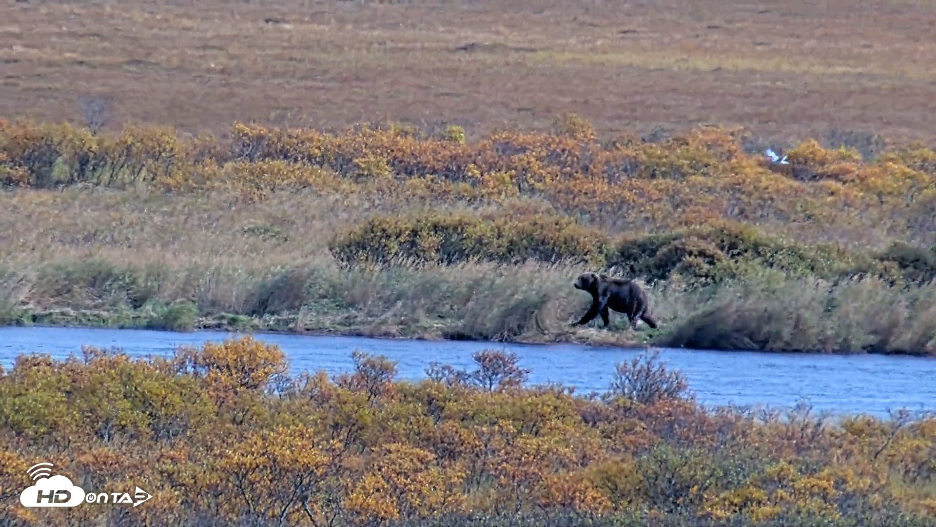 Snapshot of Kodiak Alaska Brown Bears Live Webcam taken Oct 3, 2026, 3:59pm AKDT