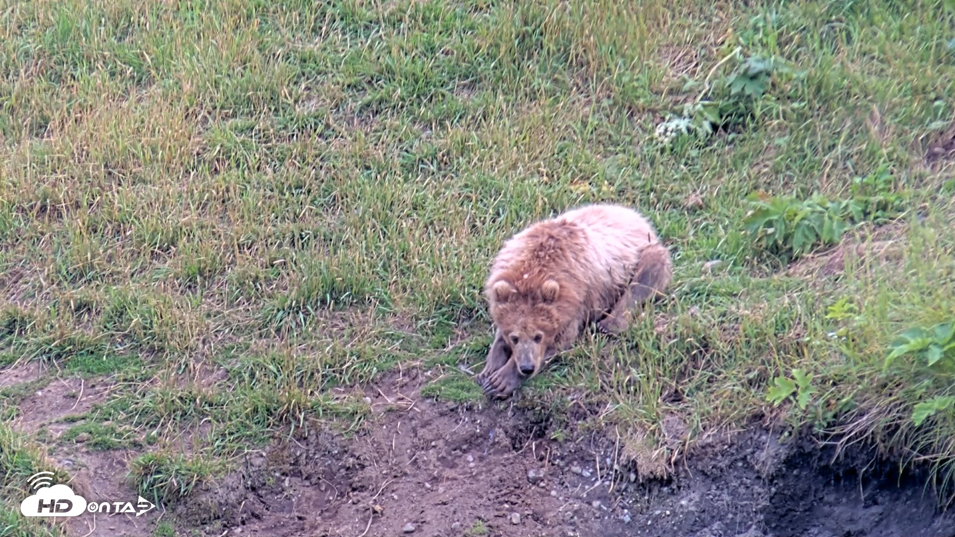 Snapshot of Kodiak Alaska Brown Bears Live Webcam taken Aug 2, 2026, 7:49pm AKDT