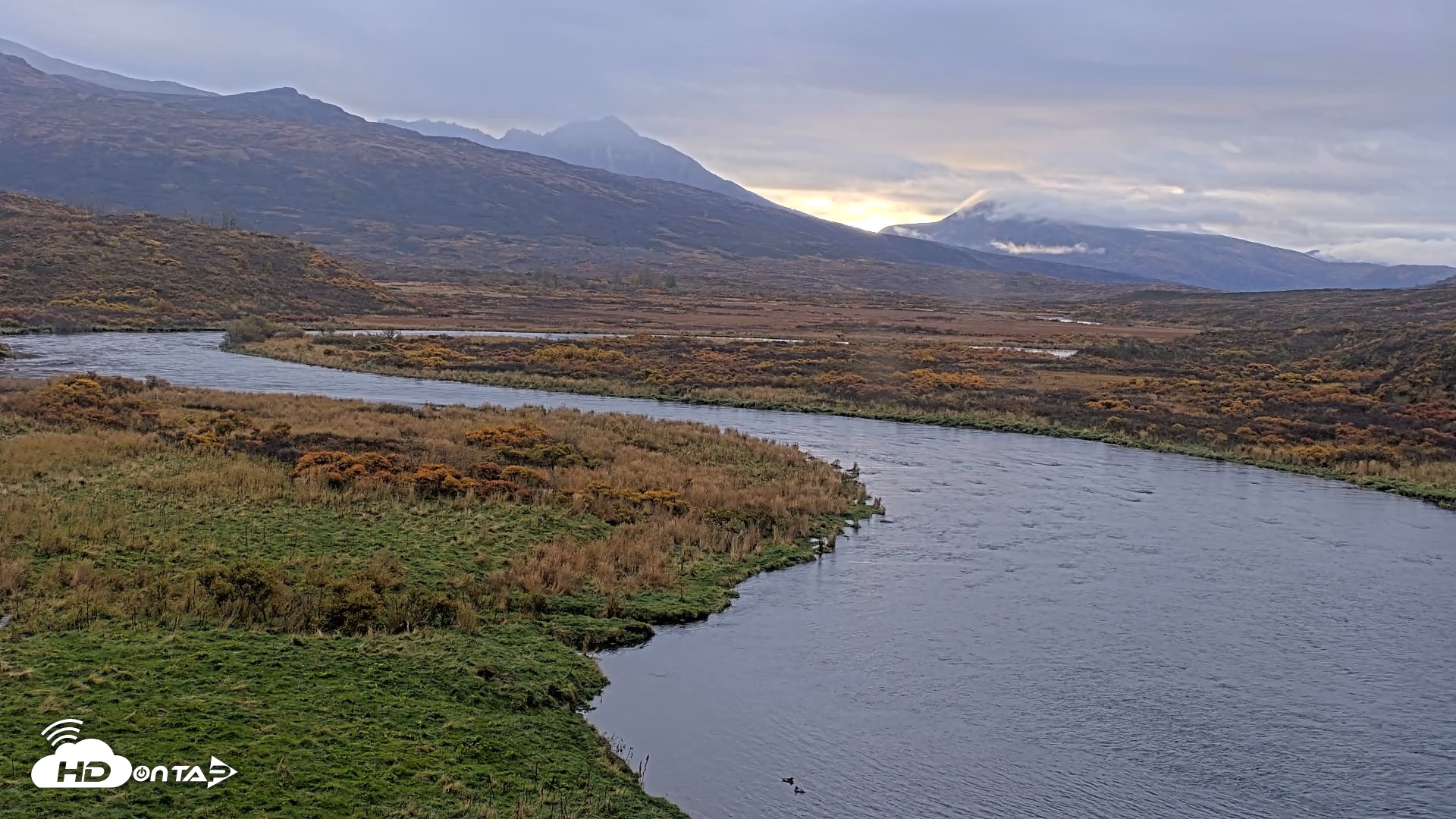 Snapshot of Kodiak Alaska Brown Bears Live Webcam taken Oct 8, 2026, 9:37am AKDT
