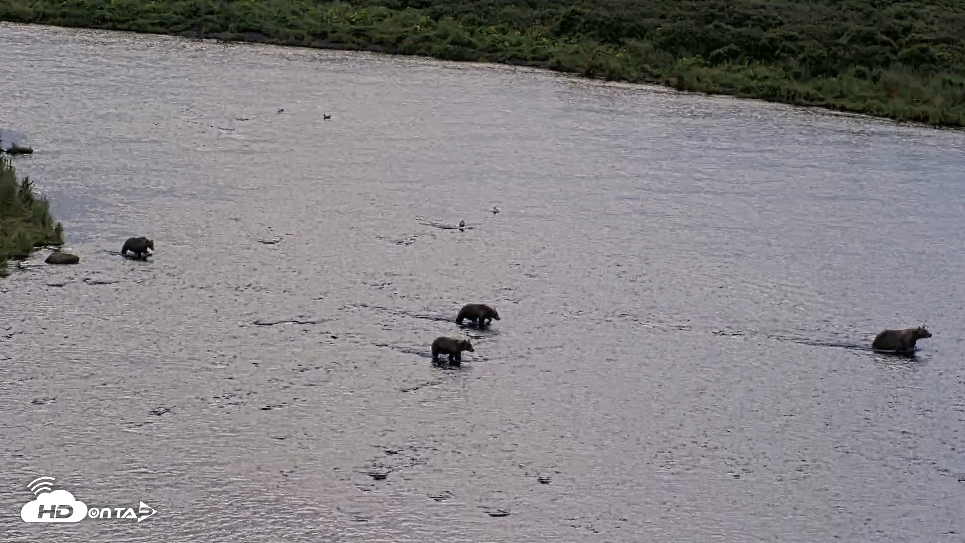Snapshot of Kodiak Alaska Brown Bears Live Webcam taken Aug 22, 2026, 7:58pm AKDT