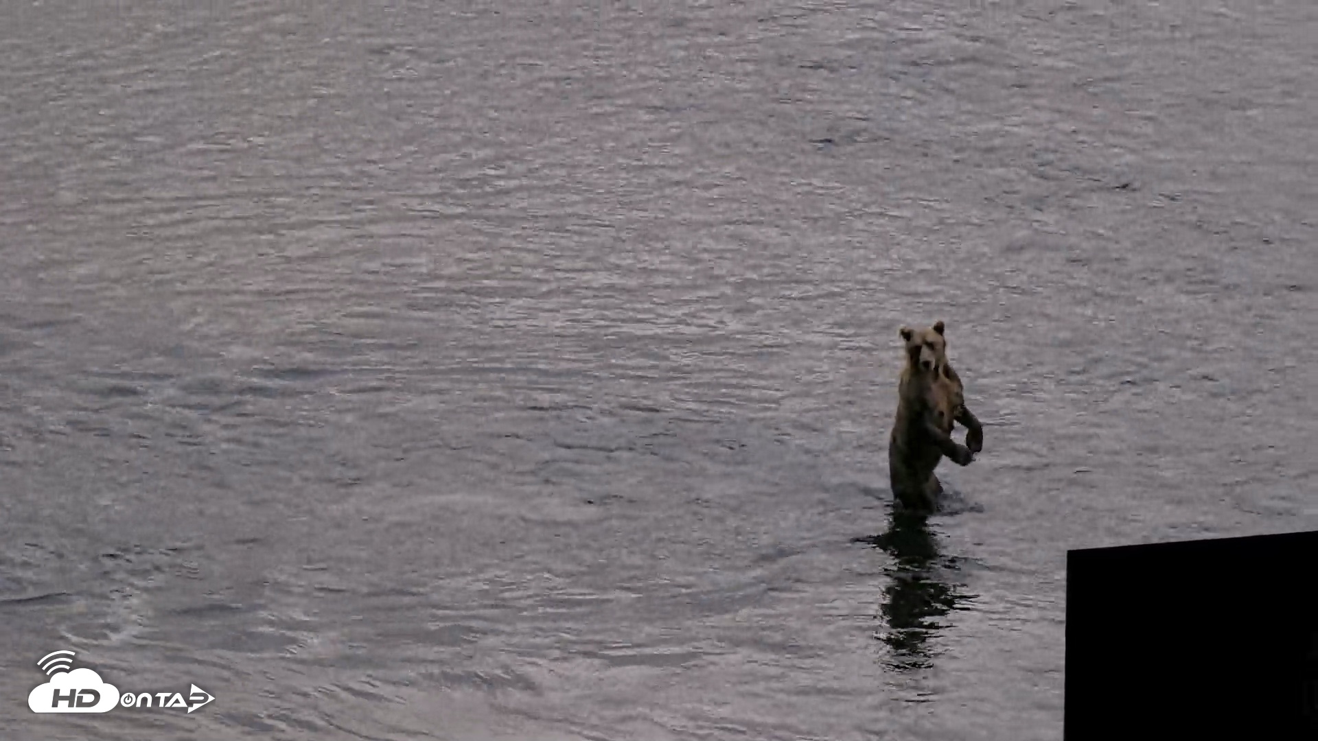 Snapshot of Kodiak Alaska Brown Bears Live Webcam taken Aug 20, 2026, 8:44pm AKDT