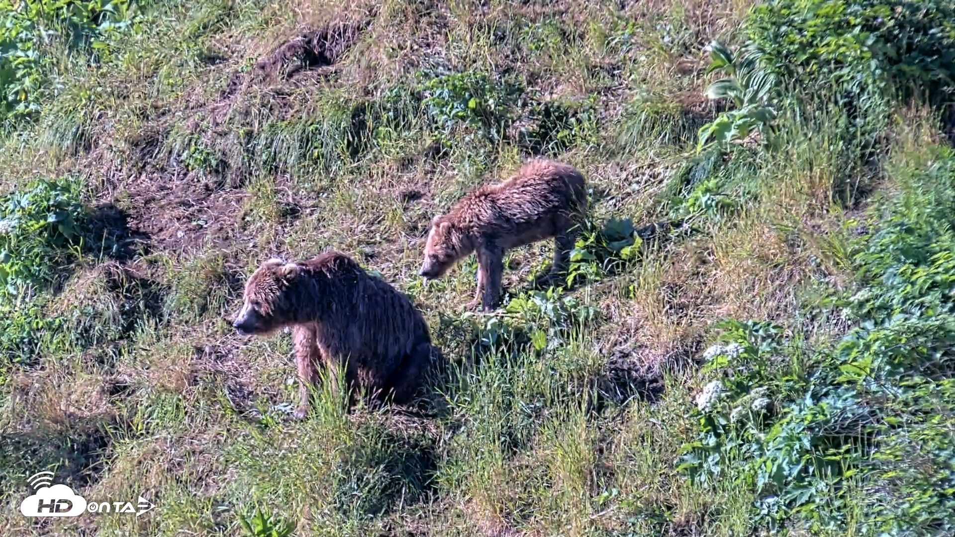 Snapshot of Kodiak Alaska Brown Bears Live Webcam taken Jul 30, 2026, 9:13am AKDT