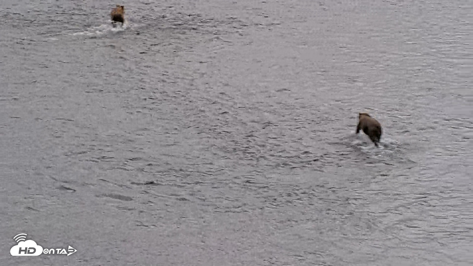Snapshot of Kodiak Alaska Brown Bears Live Webcam taken Aug 14, 2026, 1:38pm AKDT