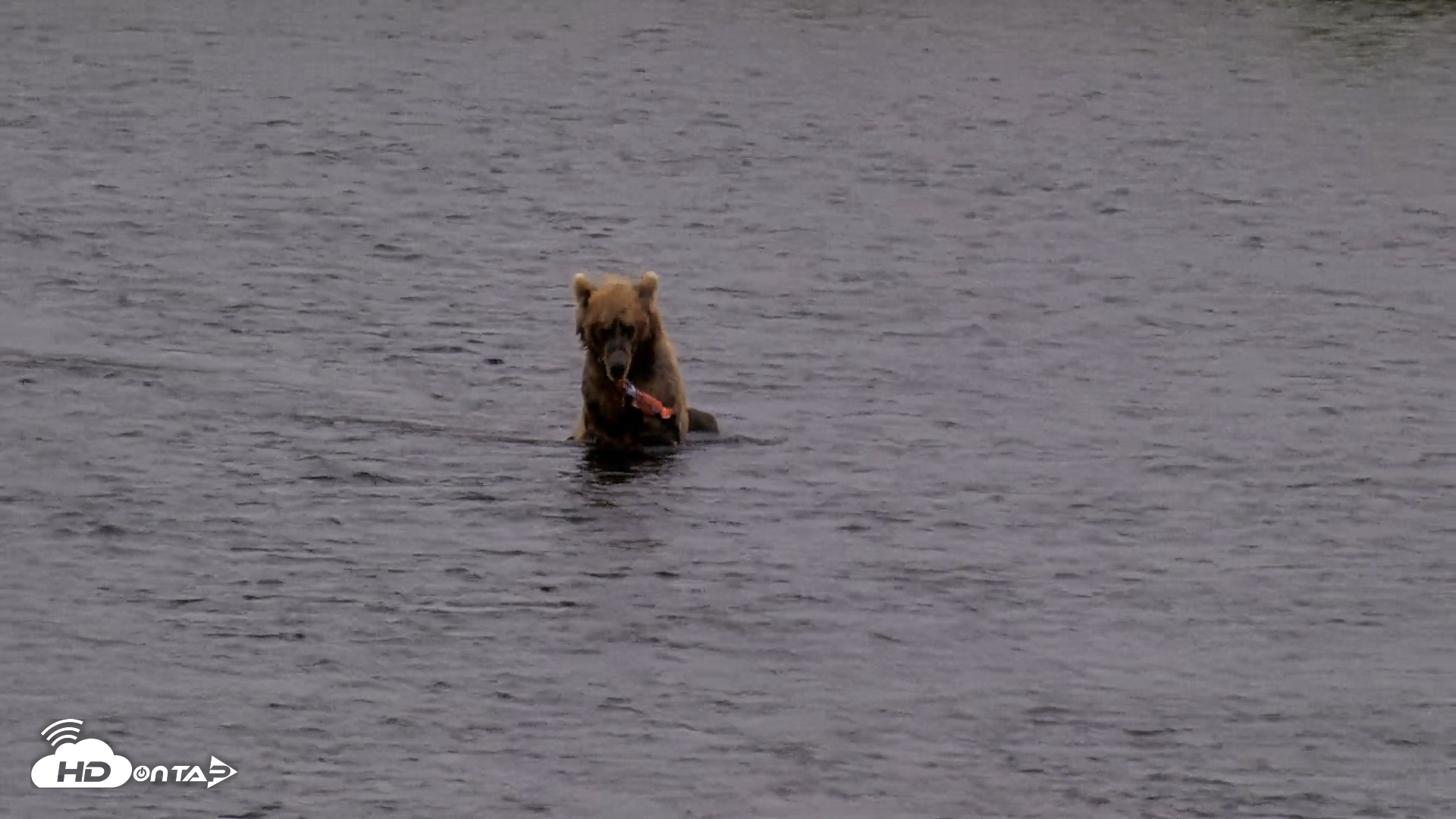 Snapshot of Kodiak Alaska Brown Bears Live Webcam taken Aug 12, 2026, 4:23pm AKDT