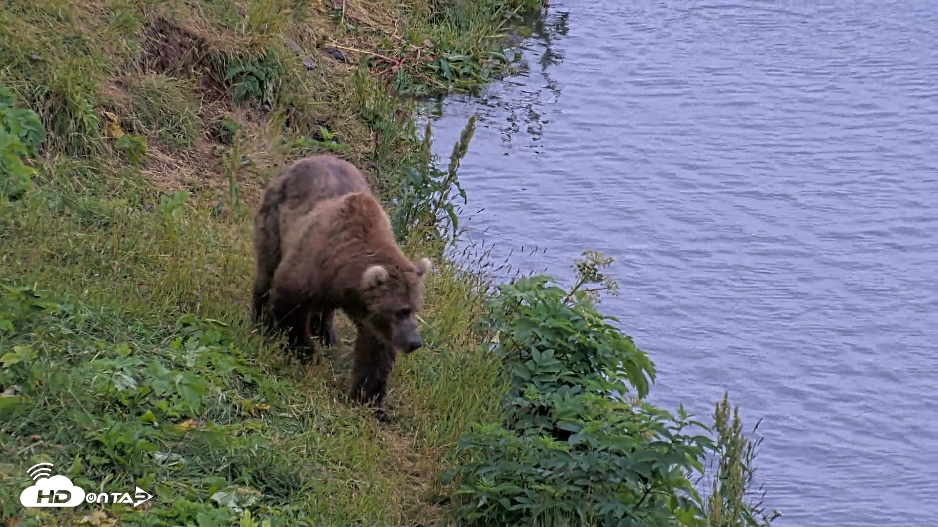 Snapshot of Kodiak Alaska Brown Bears Live Webcam taken Aug 3, 2026, 6:37am AKDT