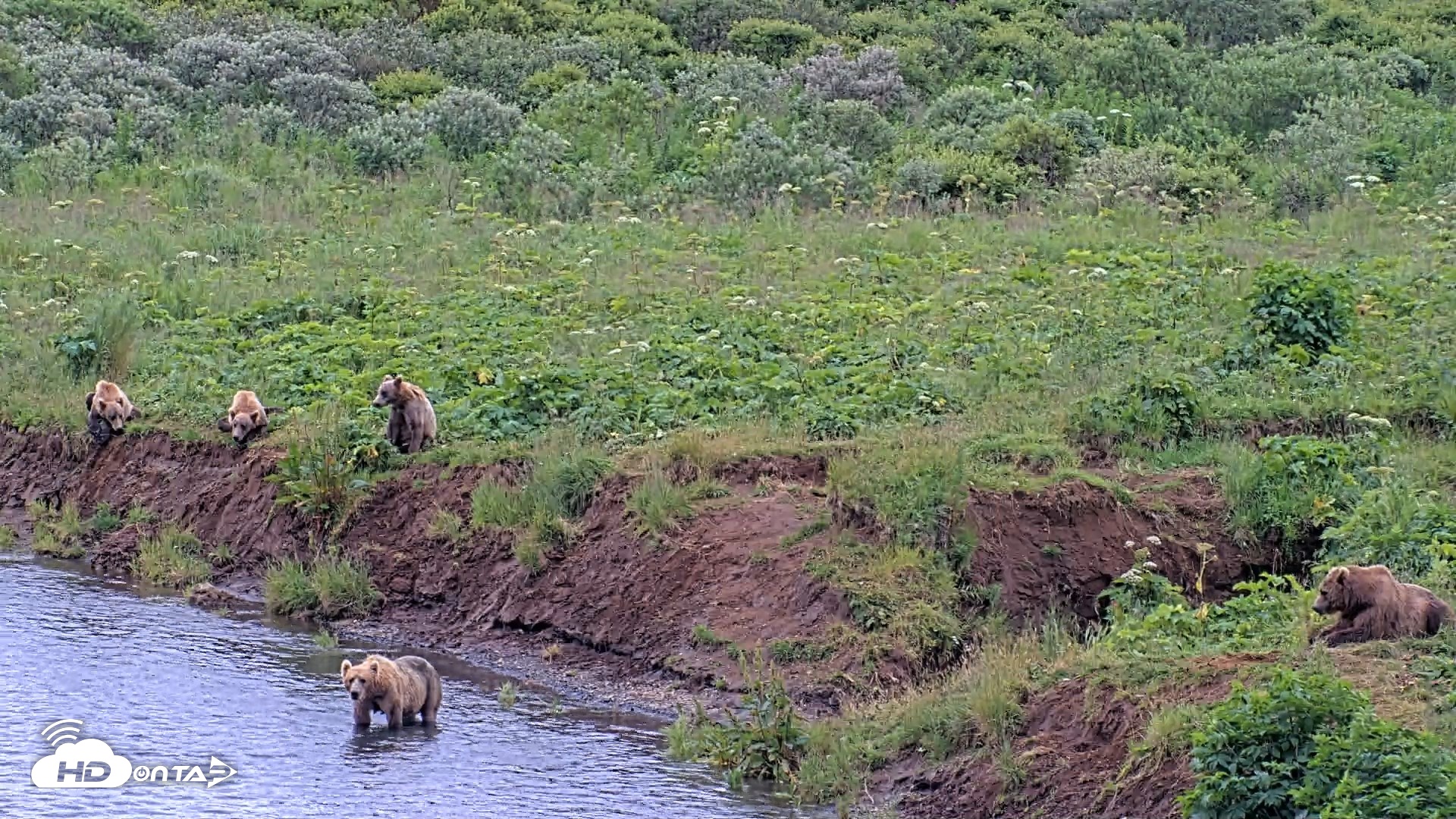 Snapshot of Kodiak Alaska Brown Bears Live Webcam taken Aug 6, 2026, 7:30pm AKDT