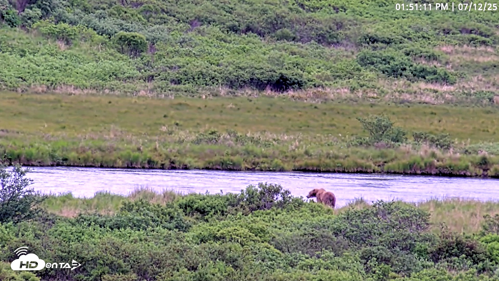 Snapshot of Kodiak Alaska Brown Bears Live Webcam taken Jul 12, 2025, 1:51pm AKDT
