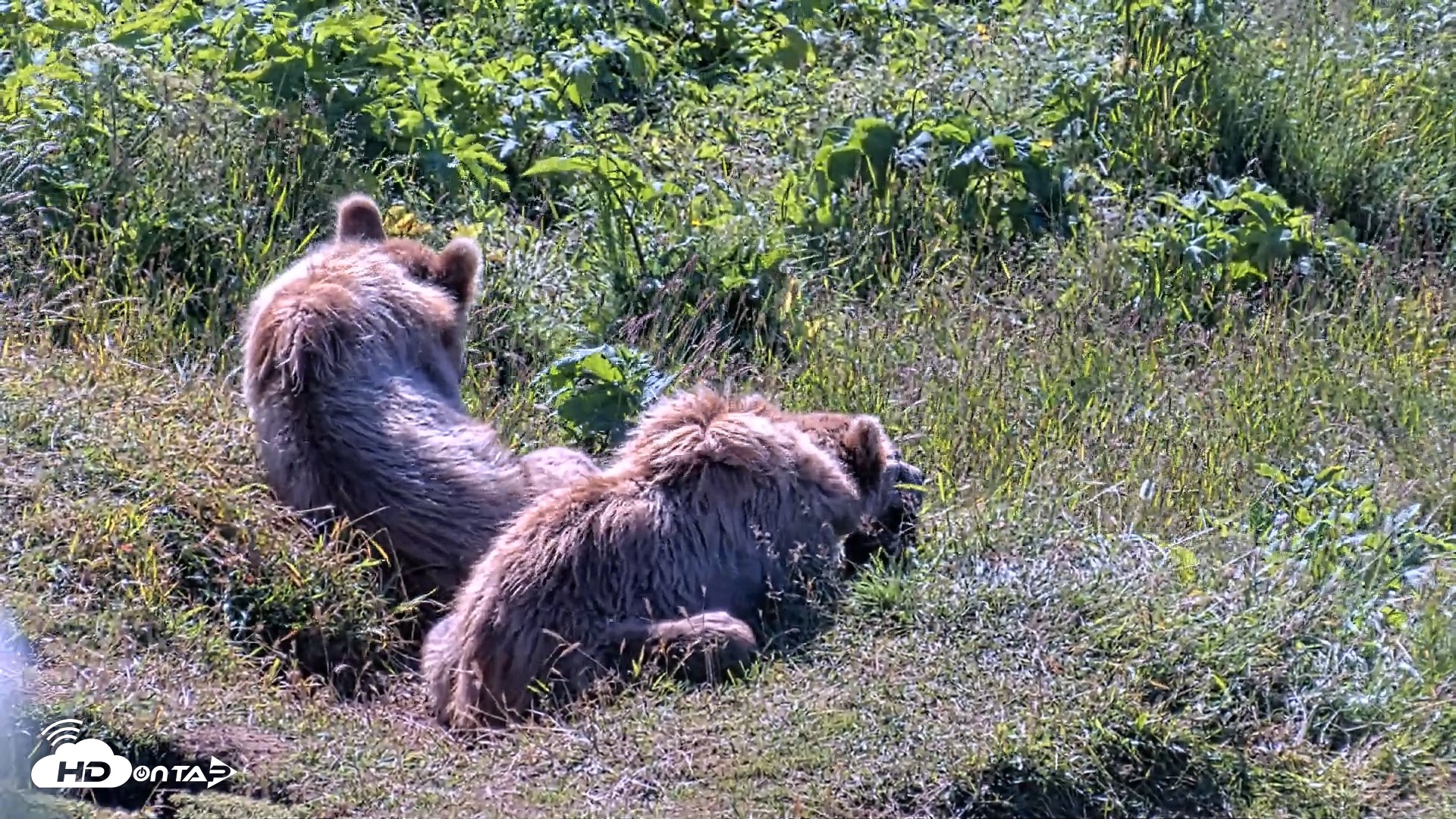 Snapshot of Kodiak Alaska Brown Bears Live Webcam taken Jul 30, 2026, 10:42am AKDT