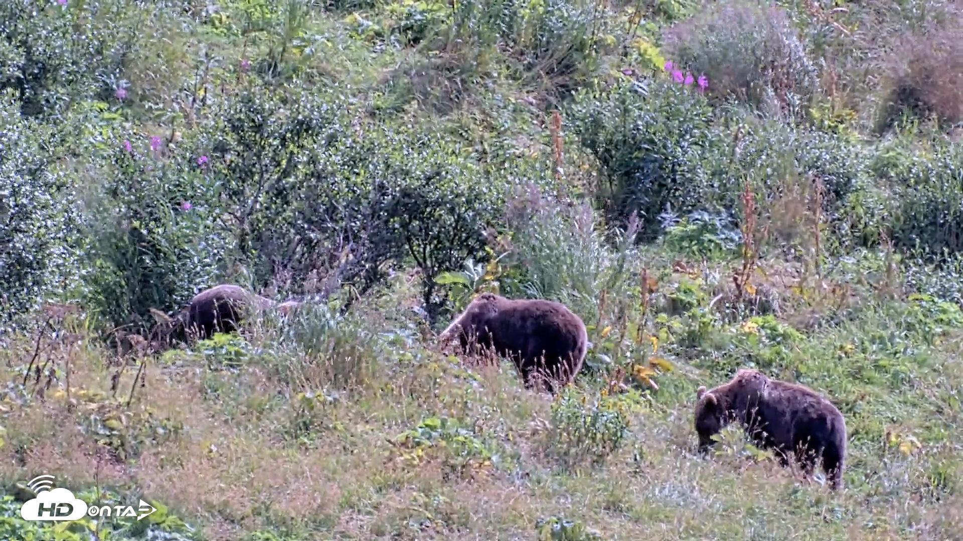 Snapshot of Kodiak Alaska Brown Bears Live Webcam taken Aug 21, 2026, 1:23pm AKDT