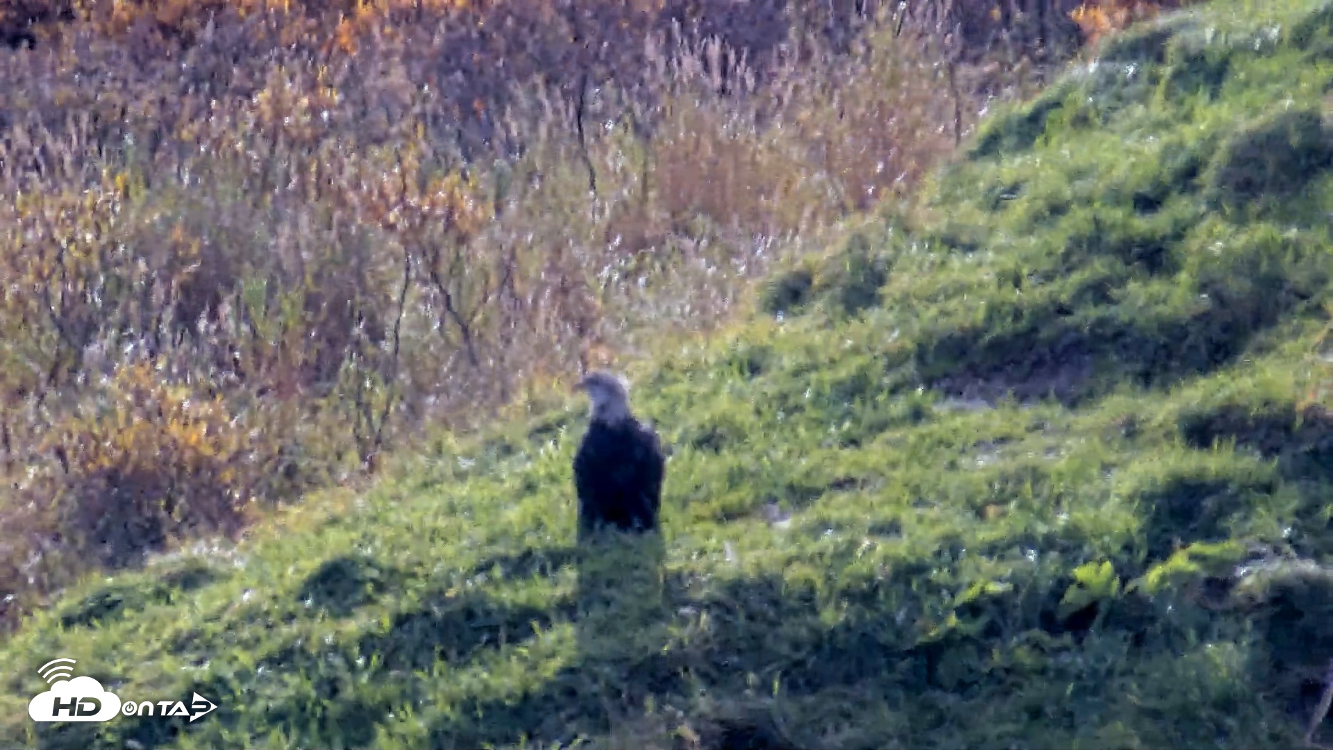 Snapshot of Kodiak Alaska Brown Bears Live Webcam taken Oct 8, 2026, 1:12pm AKDT