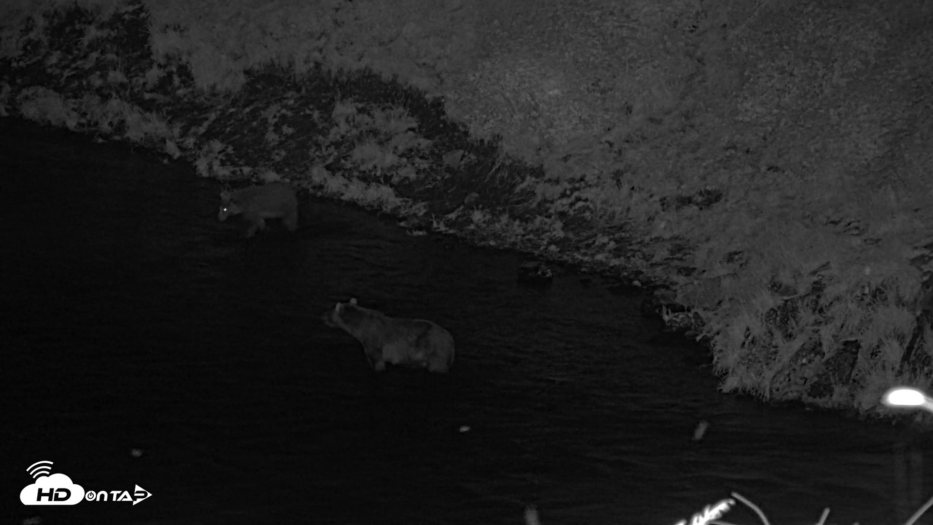 Snapshot of Kodiak Alaska Brown Bears Live Webcam taken Aug 23, 2026, 10:42pm AKDT