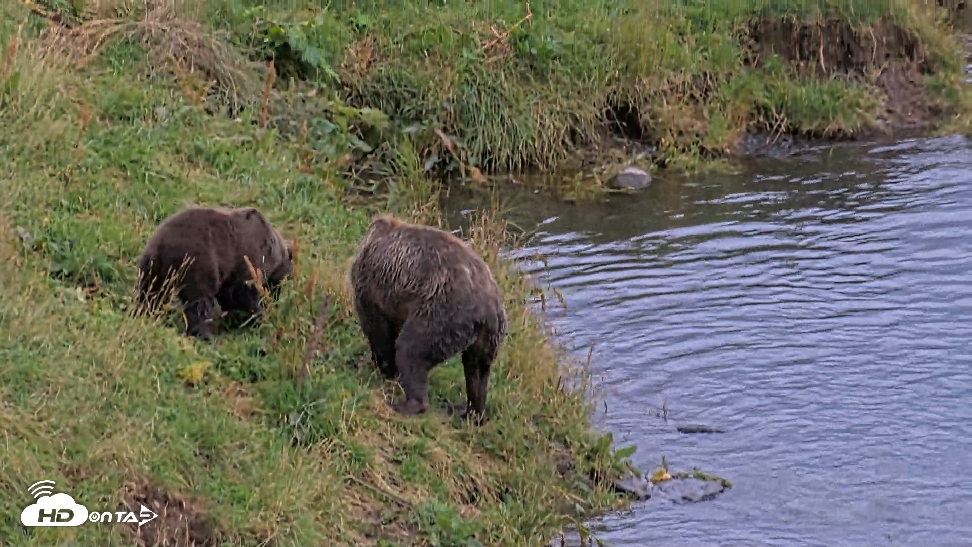 Snapshot of Kodiak Alaska Brown Bears Live Webcam taken Aug 20, 2026, 8:25pm AKDT