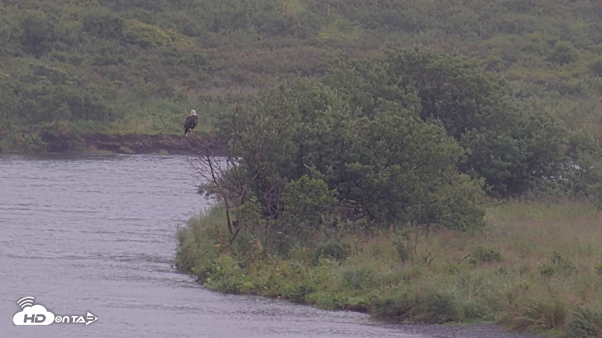 Snapshot of Kodiak Alaska Brown Bears Live Webcam taken Aug 20, 2026, 10:32am AKDT