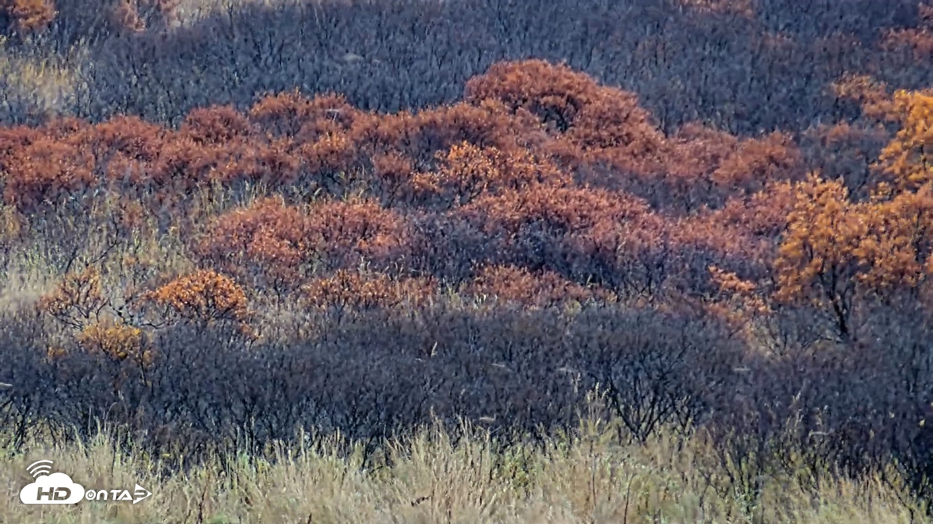 Snapshot of Kodiak Alaska Brown Bears Live Webcam taken Oct 20, 2026, 4:45pm AKDT