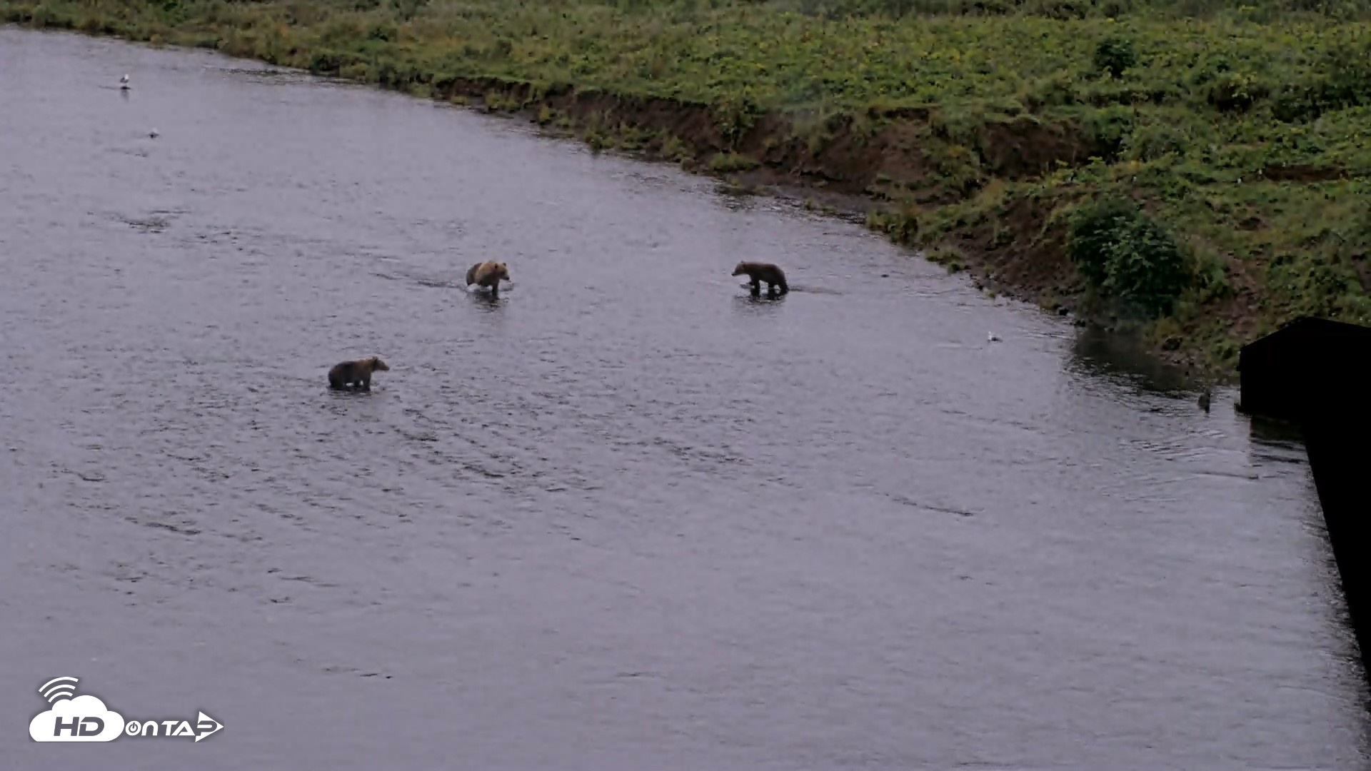 Snapshot of Kodiak Alaska Brown Bears Live Webcam taken Aug 18, 2026, 7:51am AKDT