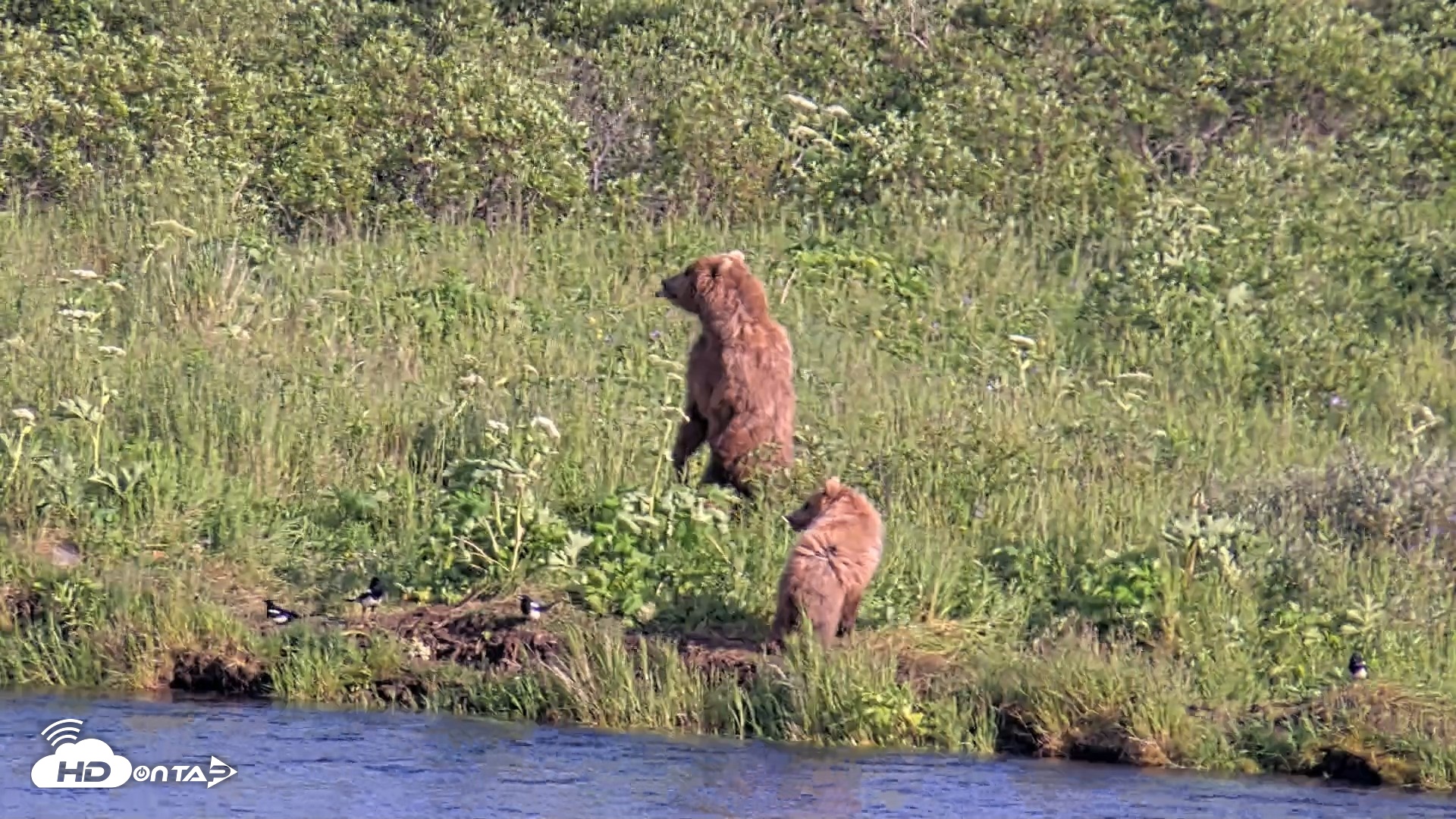 Snapshot of Kodiak Alaska Brown Bears Live Webcam taken Jul 25, 2026, 6:55pm AKDT