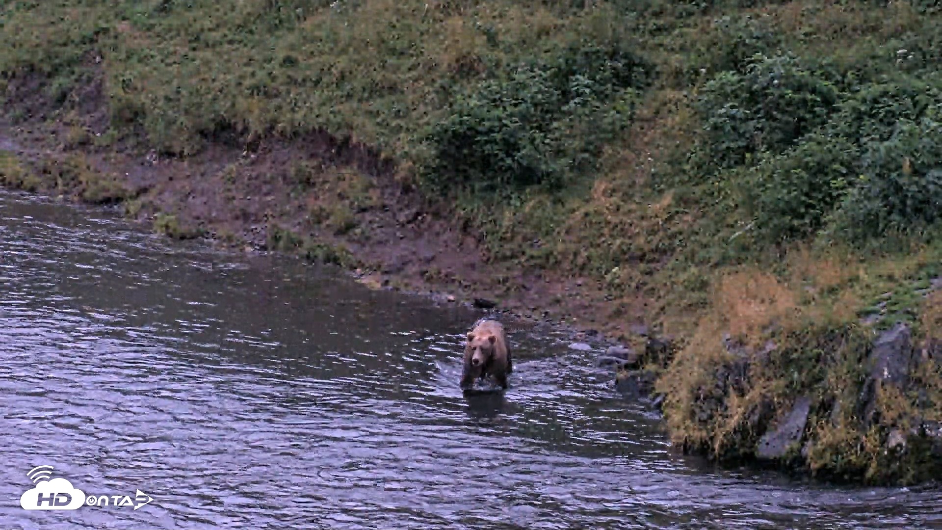 Snapshot of Kodiak Alaska Brown Bears Live Webcam taken Aug 17, 2026, 9:48pm AKDT
