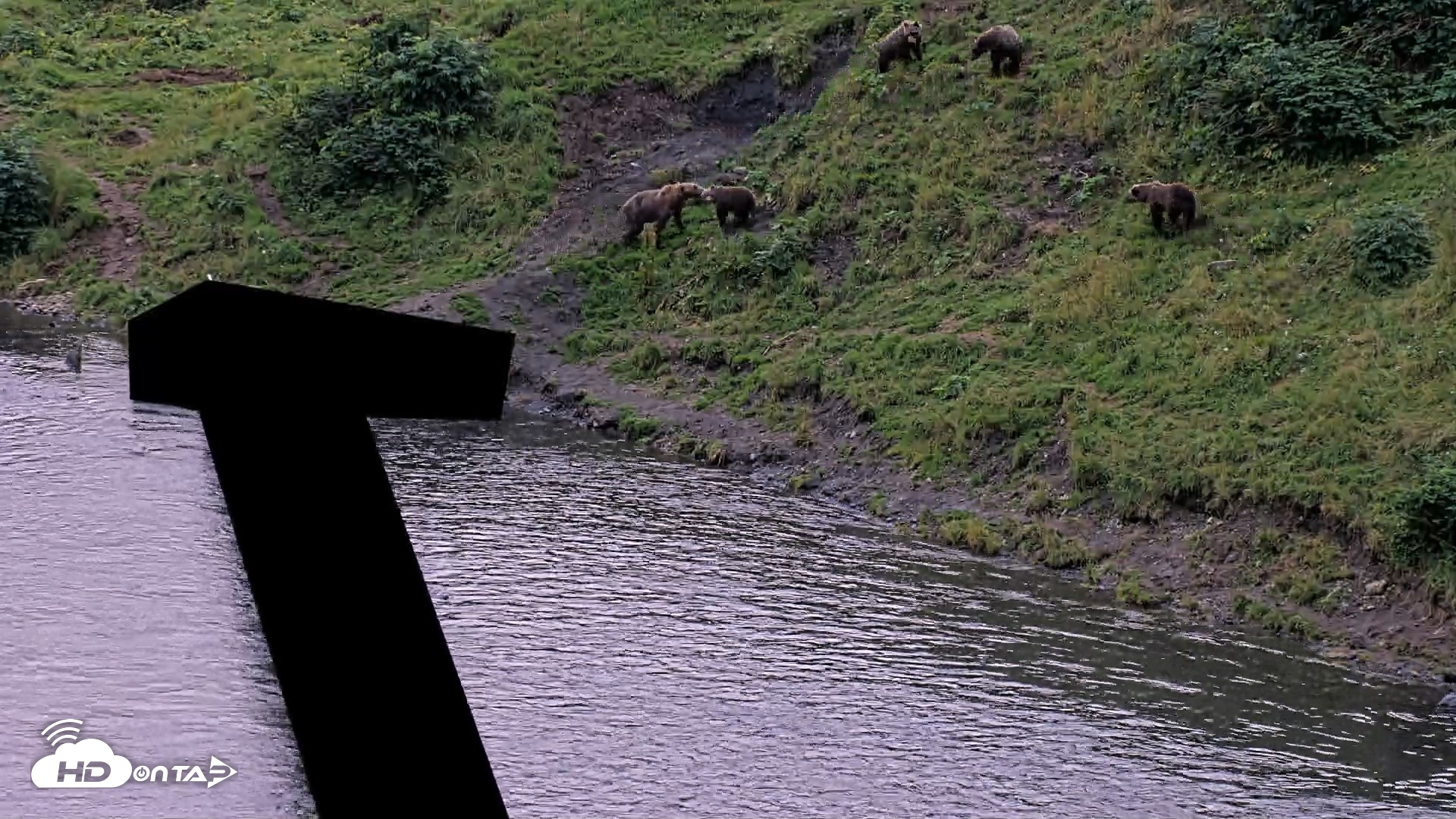Snapshot of Kodiak Alaska Brown Bears Live Webcam taken Aug 20, 2026, 9:21pm AKDT