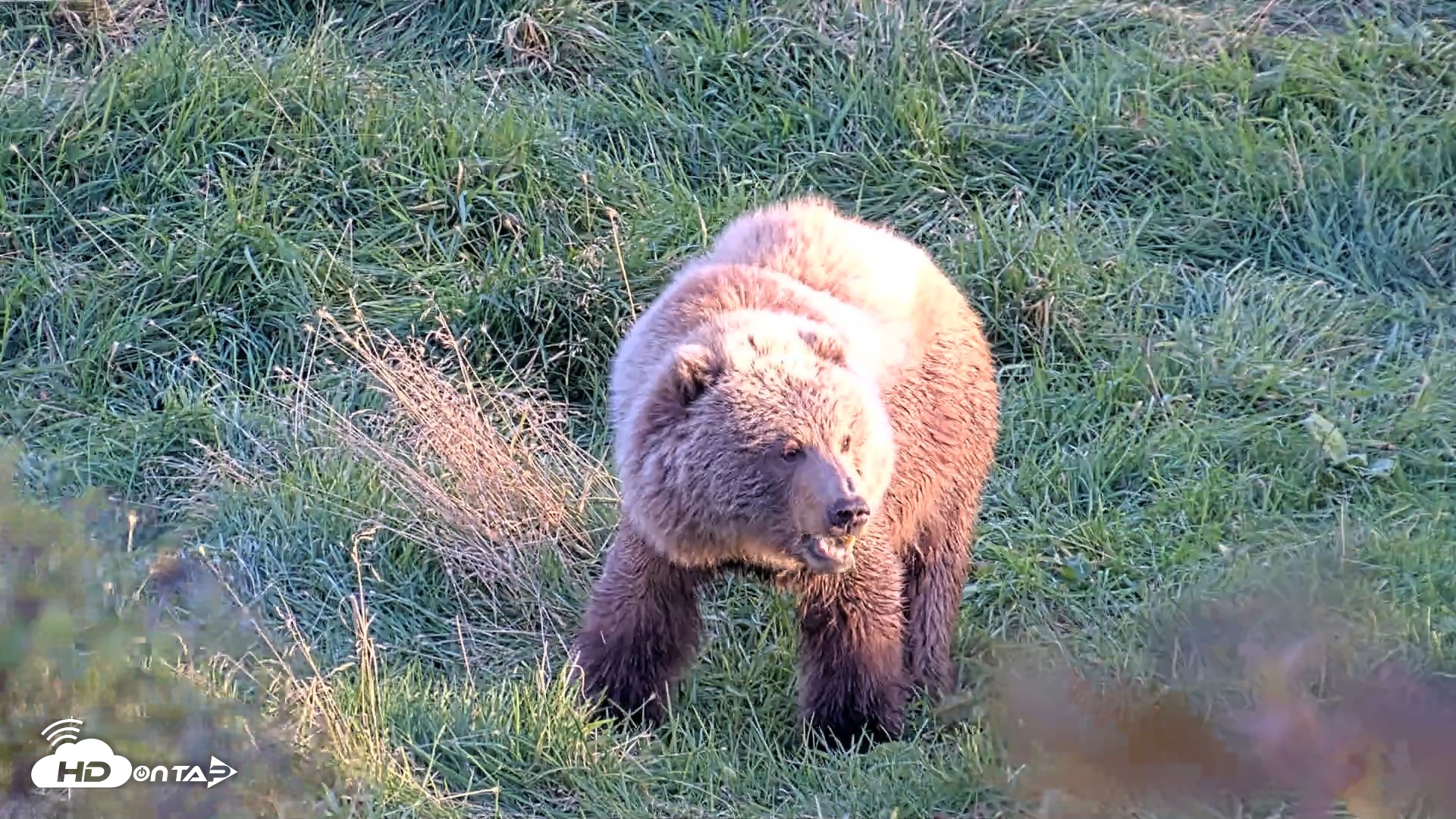 Snapshot of Kodiak Alaska Brown Bears Live Webcam taken Oct 2, 2026, 6:39pm AKDT