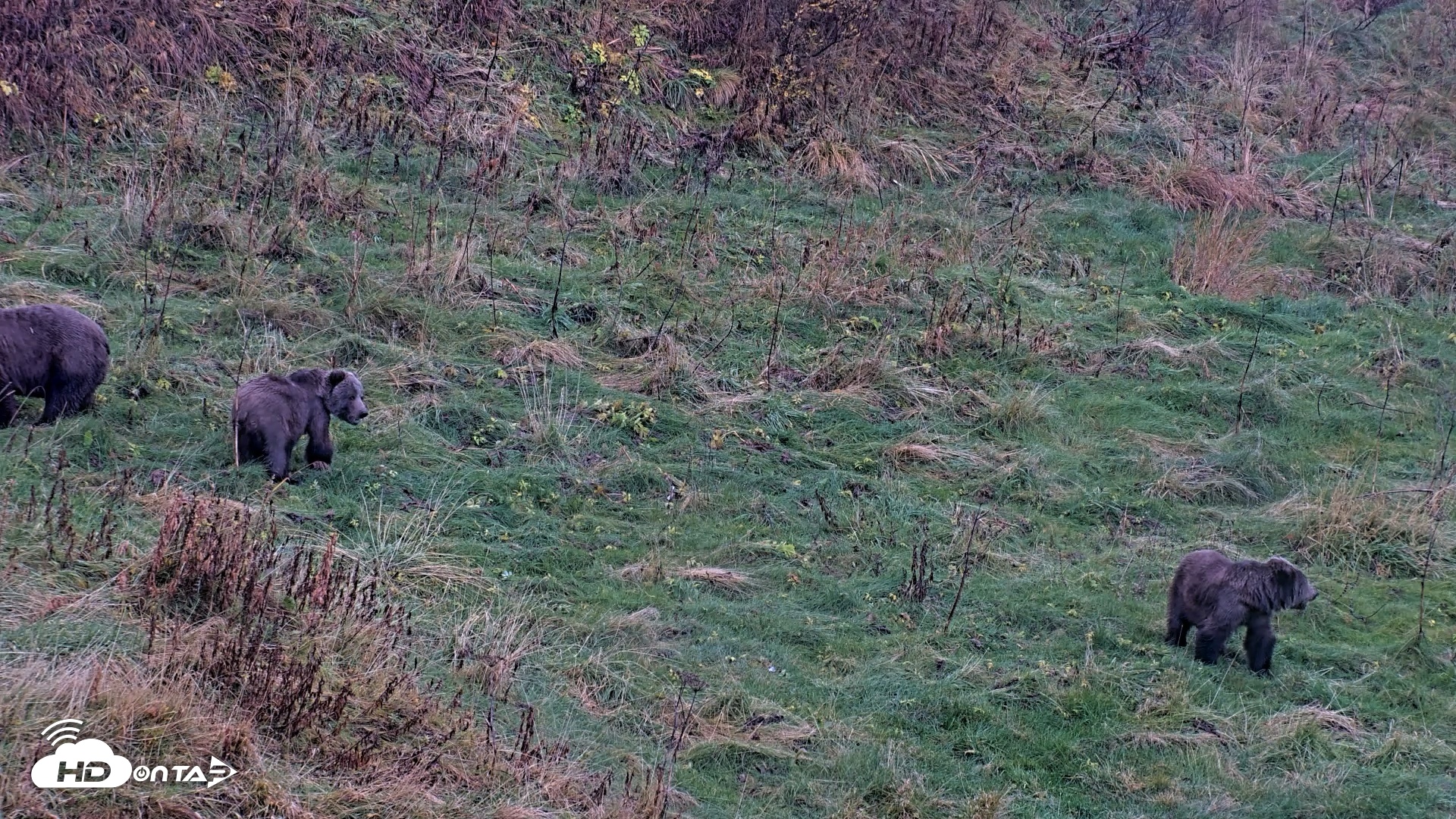 Snapshot of Kodiak Alaska Brown Bears Live Webcam taken Oct 12, 2026, 7:00pm AKDT