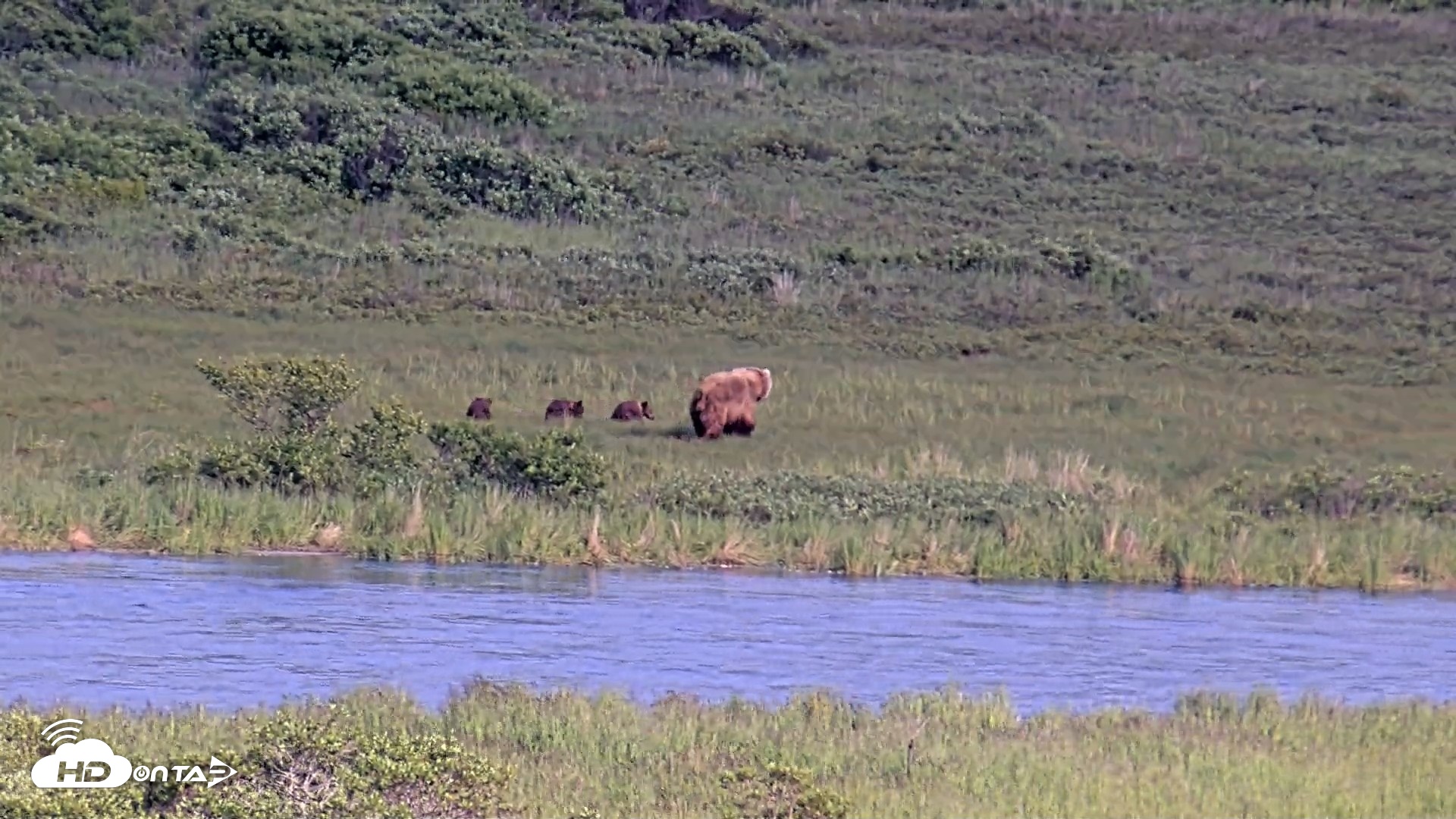 Snapshot of Kodiak Alaska Brown Bears Live Webcam taken Jul 25, 2026, 6:58pm AKDT