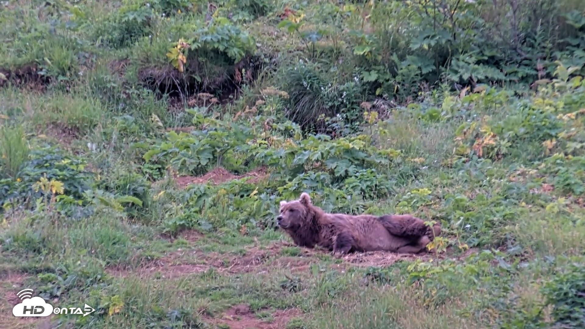 Snapshot of Kodiak Alaska Brown Bears Live Webcam taken Aug 11, 2026, 10:27am AKDT