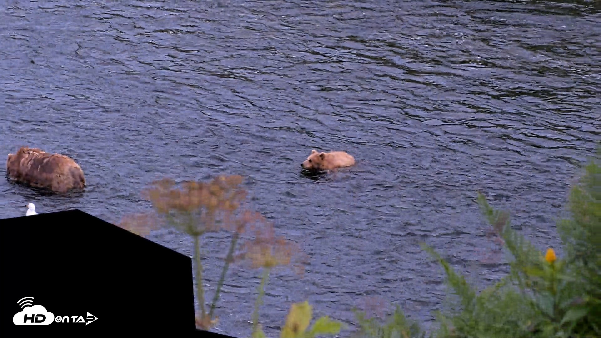 Snapshot of Kodiak Alaska Brown Bears Live Webcam taken Aug 11, 2026, 10:03pm AKDT