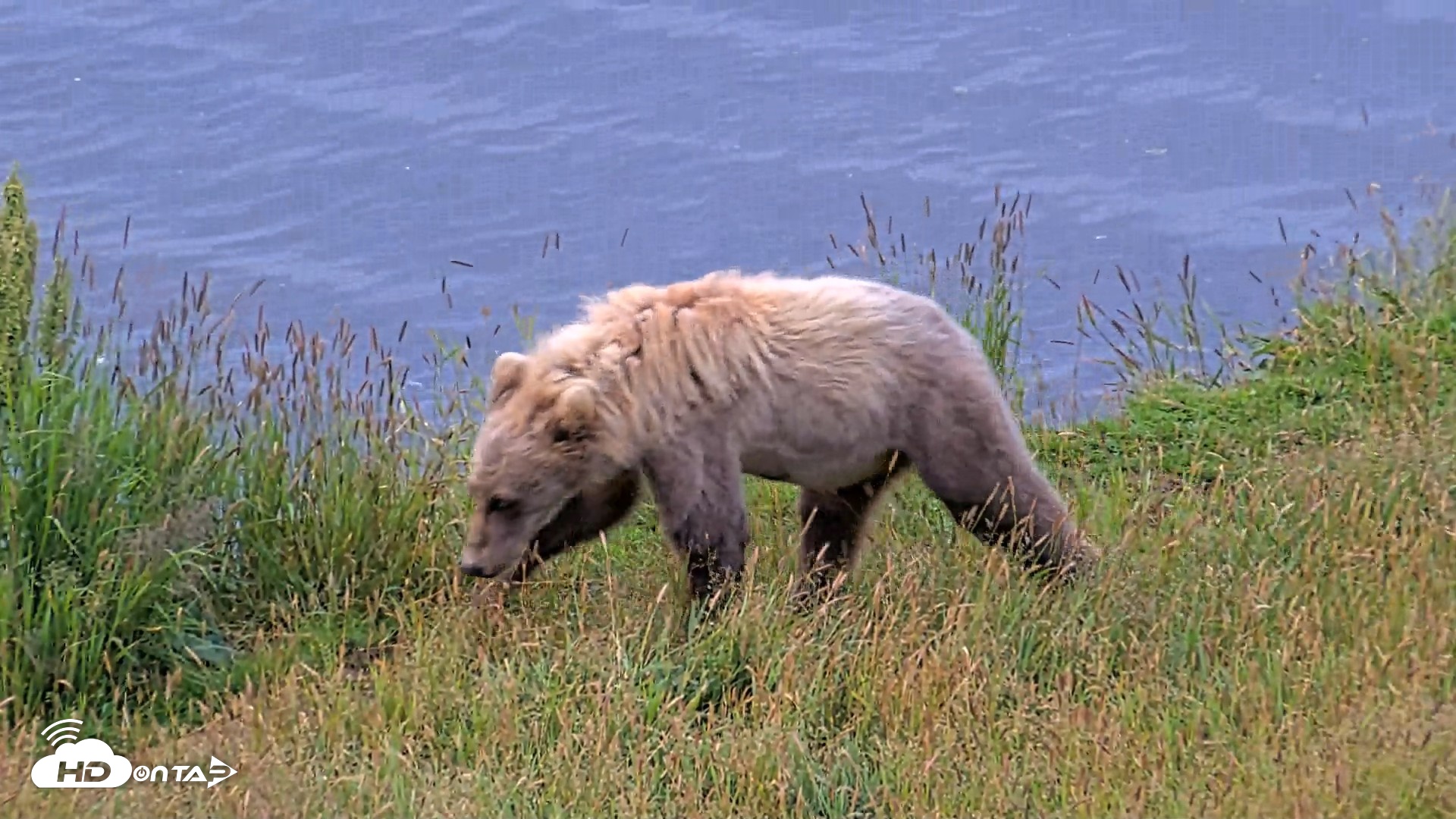 Snapshot of Kodiak Alaska Brown Bears Live Webcam taken Aug 6, 2026, 7:15am AKDT