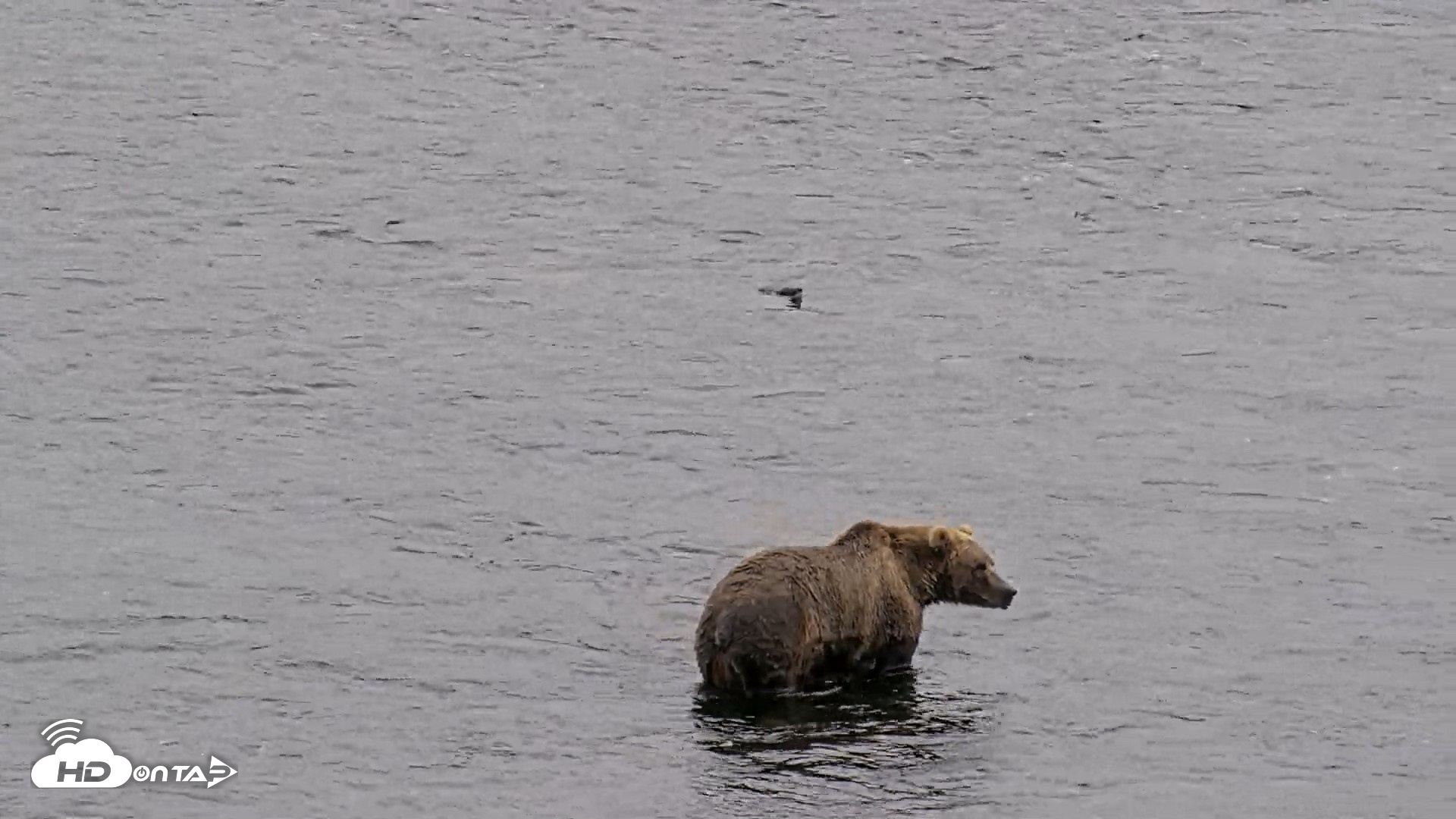 Snapshot of Kodiak Alaska Brown Bears Live Webcam taken Aug 9, 2026, 4:08pm AKDT