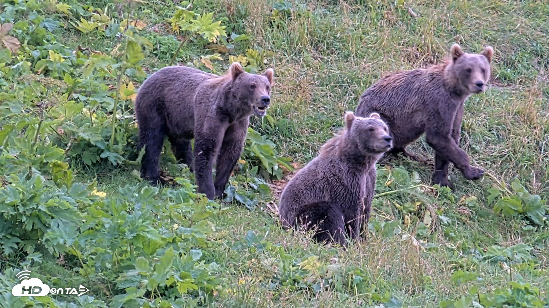Snapshot of Kodiak Alaska Brown Bears Live Webcam taken Aug 18, 2026, 4:11pm AKDT
