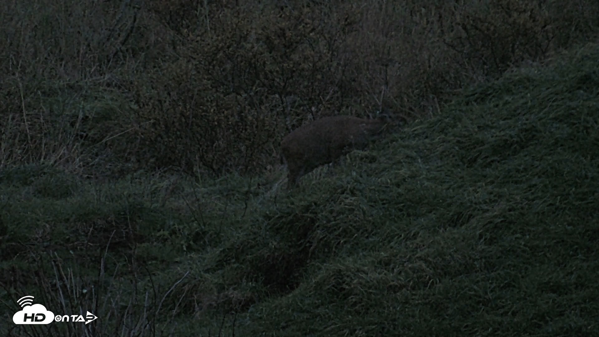 Snapshot of Kodiak Alaska Brown Bears Live Webcam taken Oct 6, 2026, 8:02pm AKDT