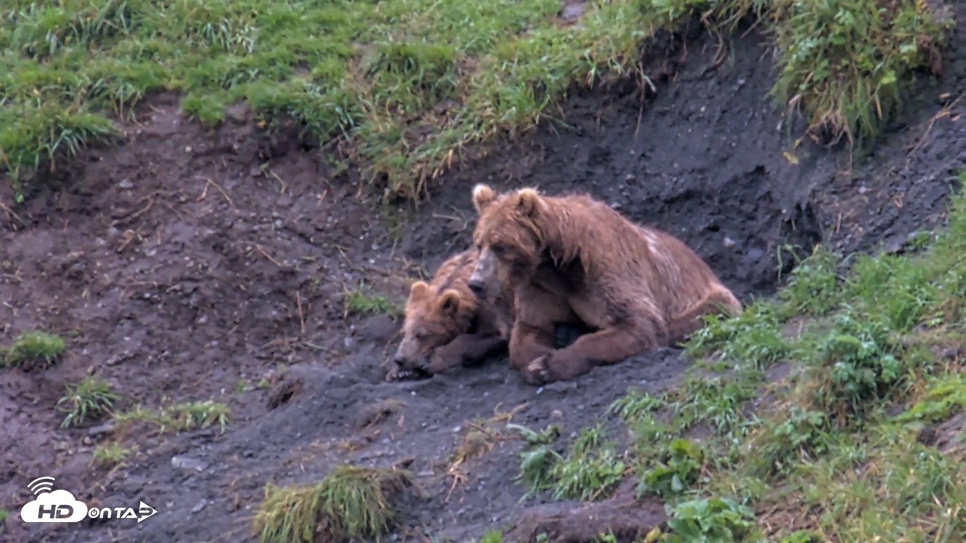 Snapshot of Kodiak Alaska Brown Bears Live Webcam taken Aug 20, 2026, 1:12pm AKDT