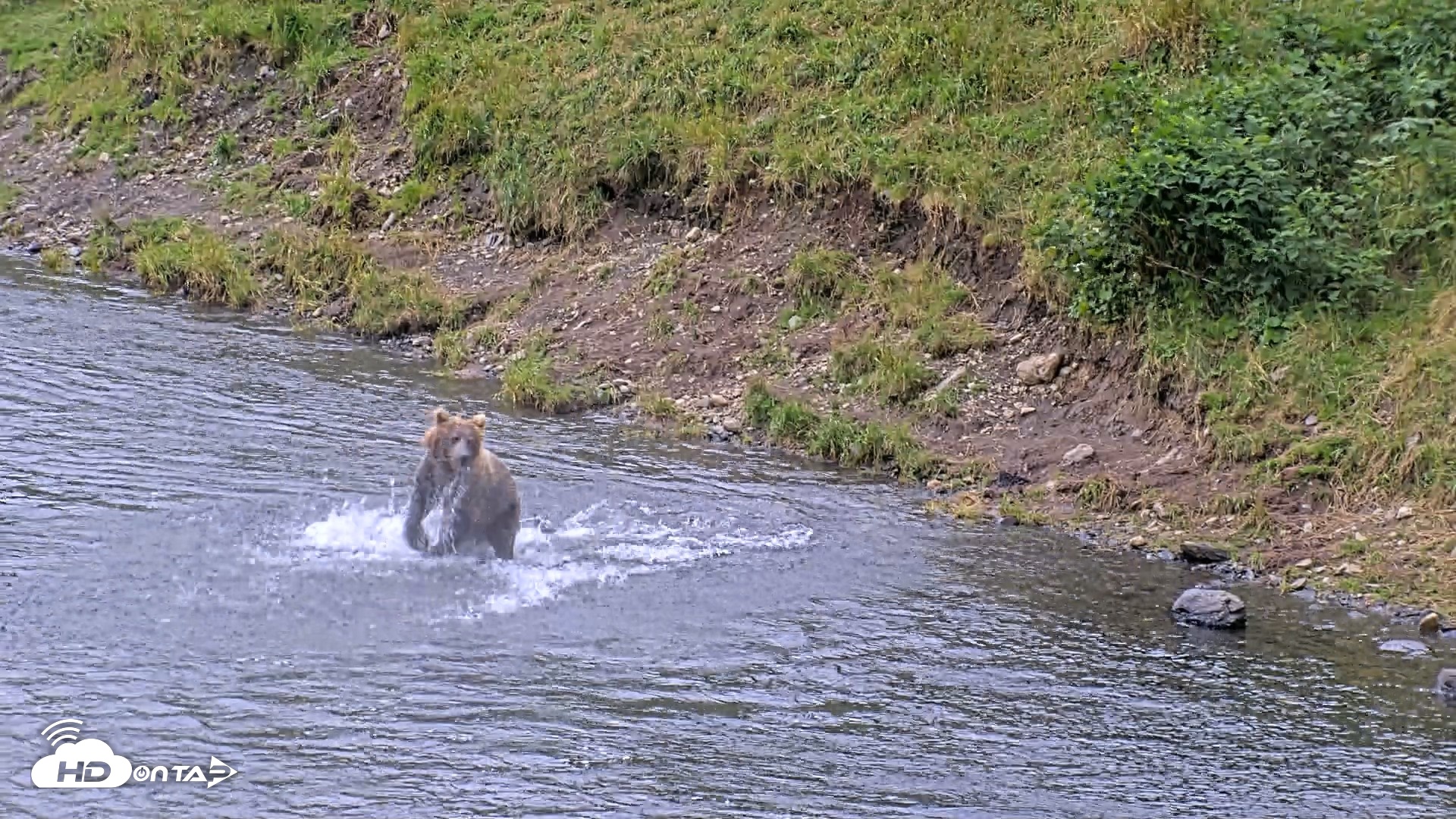 Snapshot of Kodiak Alaska Brown Bears Live Webcam taken Aug 15, 2026, 2:44pm AKDT