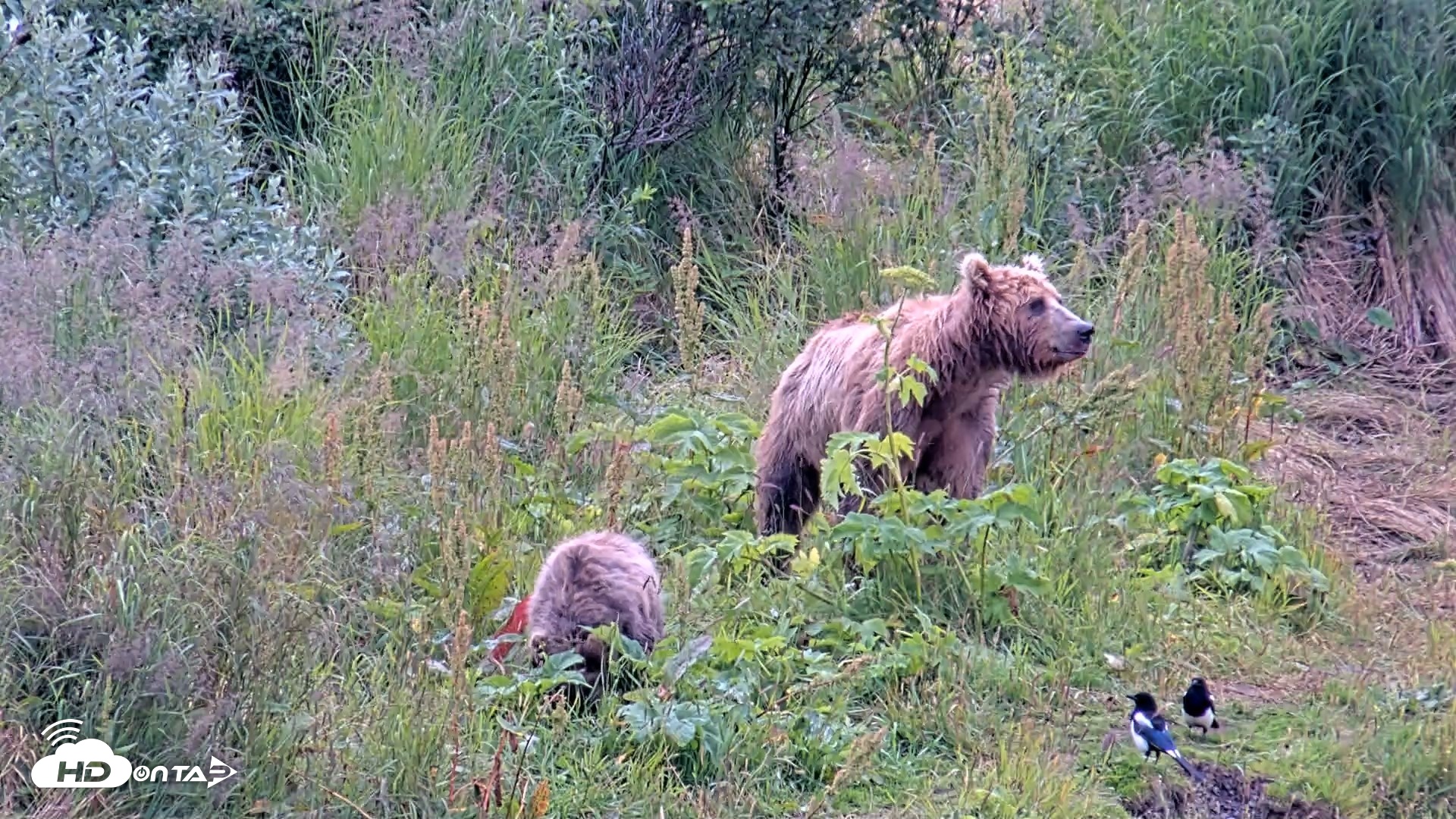 Snapshot of Kodiak Alaska Brown Bears Live Webcam taken Aug 10, 2026, 12:00pm AKDT