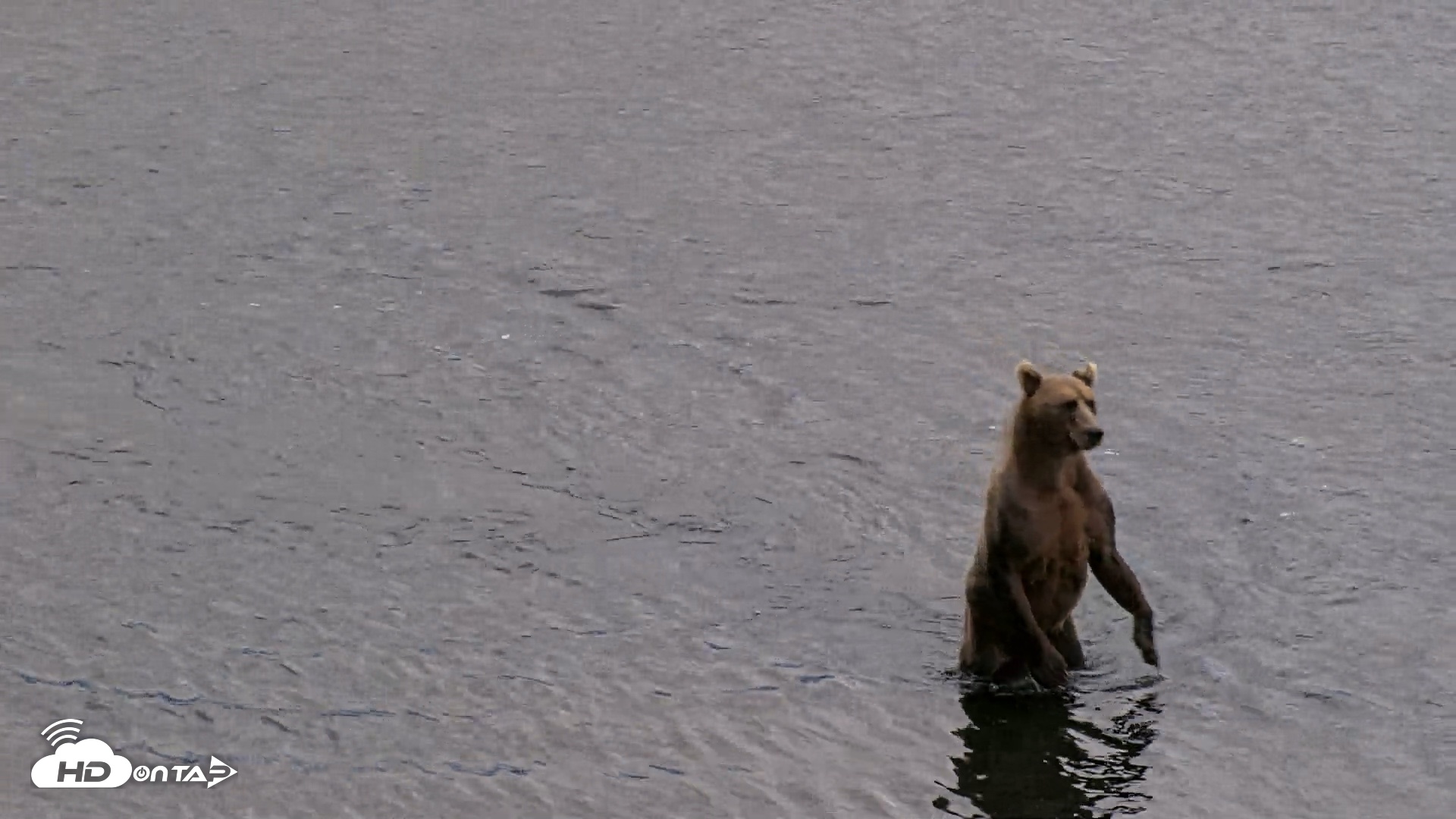 Snapshot of Kodiak Alaska Brown Bears Live Webcam taken Aug 20, 2026, 8:29pm AKDT
